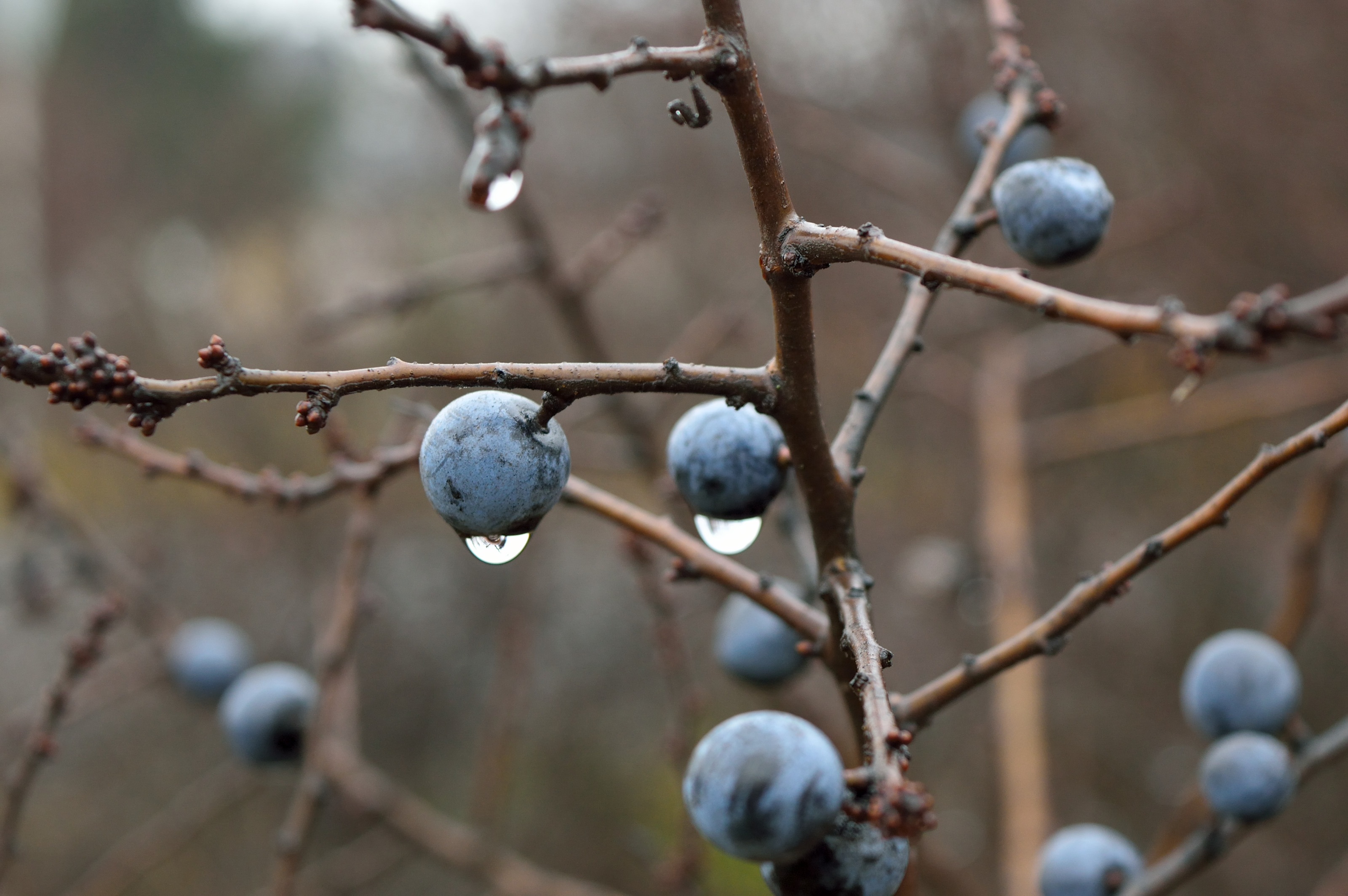 138816 download wallpaper drops, macro, branches, berry, thorn, sloe screensavers and pictures for free