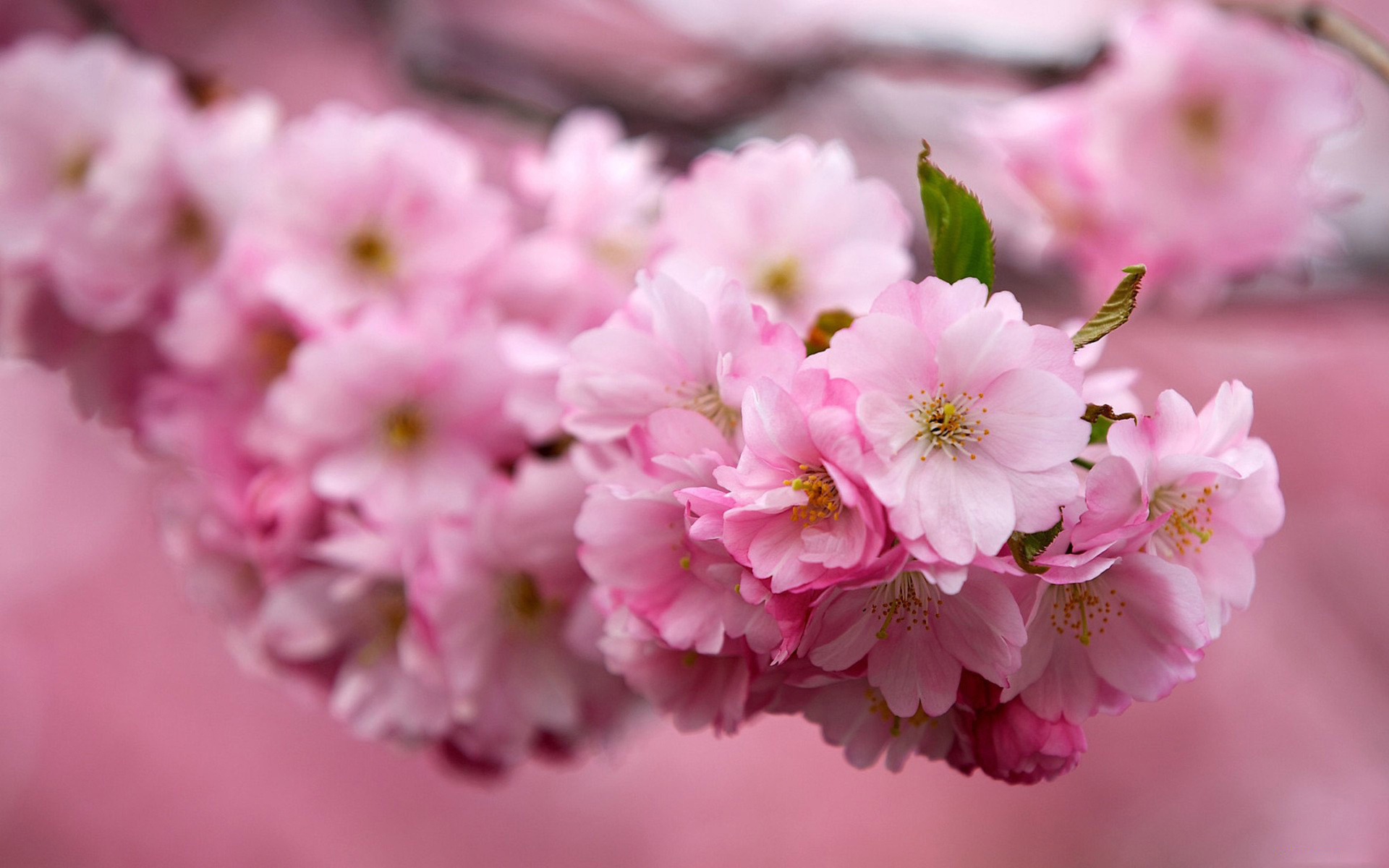 Laden Sie das Pflanzen, Blumen, Bäume, Sakura-Bild kostenlos auf Ihren PC-Desktop herunter