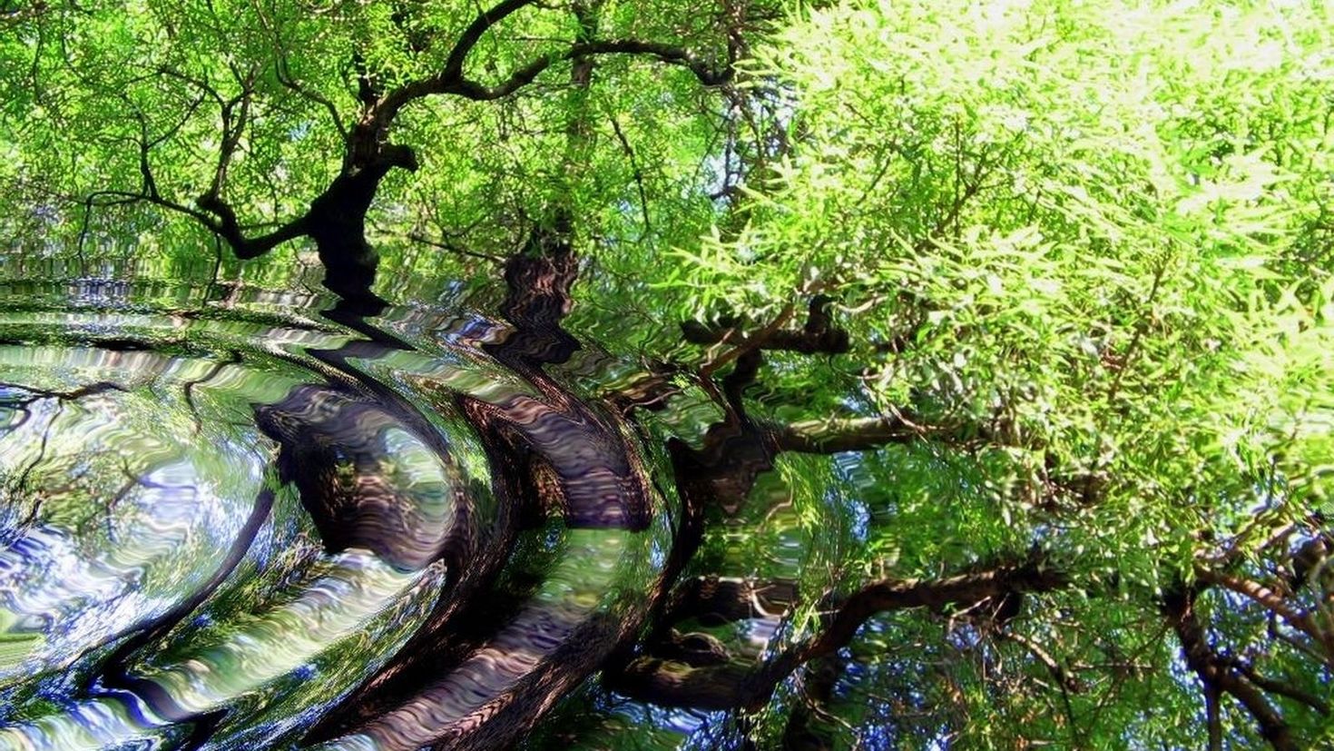 В природе и технике. Отражение деревьев в воде. Деревья растущие в воде. Дерево в воде. Дерево отражение.