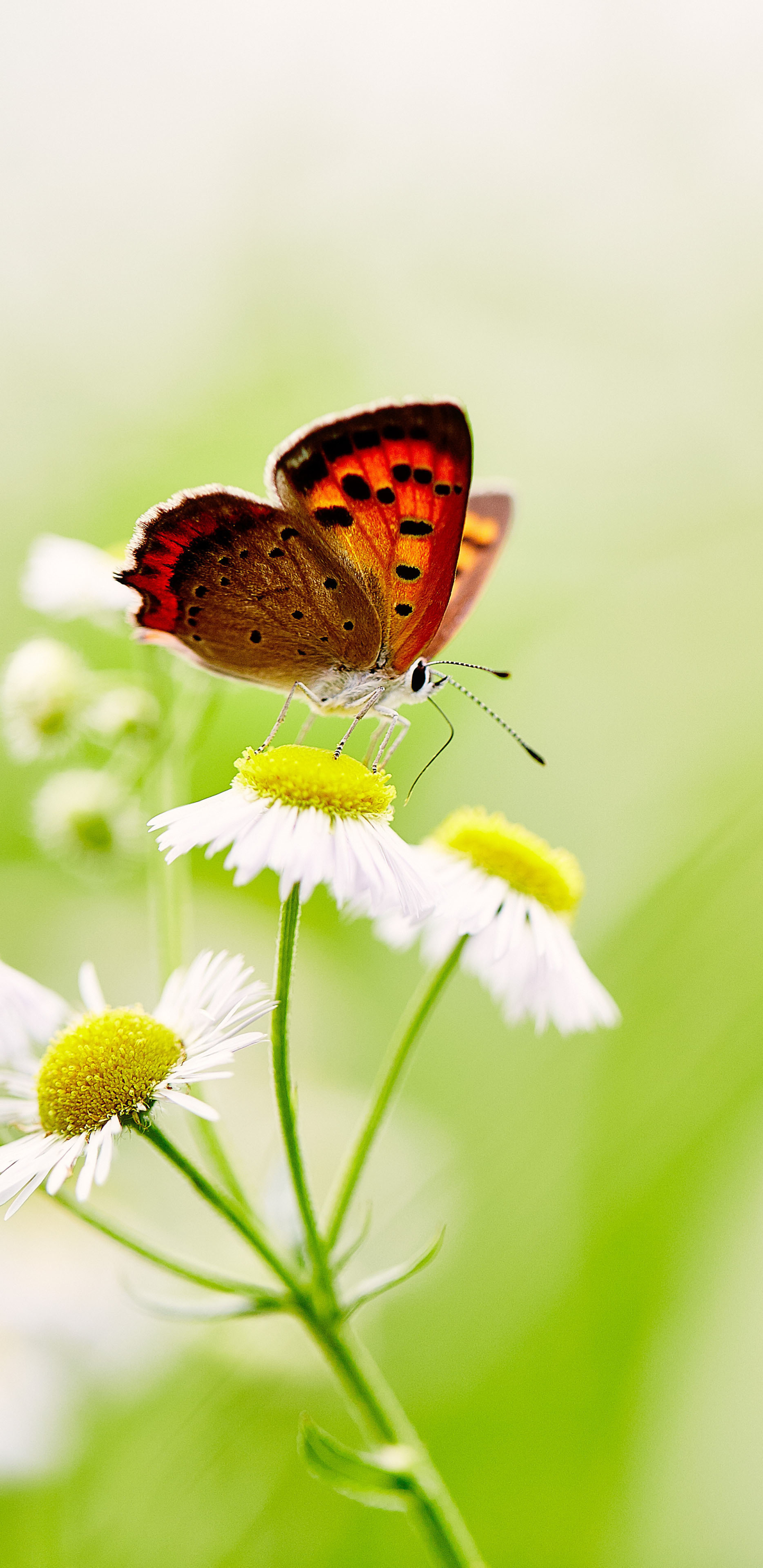 1361488 免費下載壁紙 动物, 蝴蝶, 昆虫, 花, 宏, 微距, 白色的花 屏保和圖片
