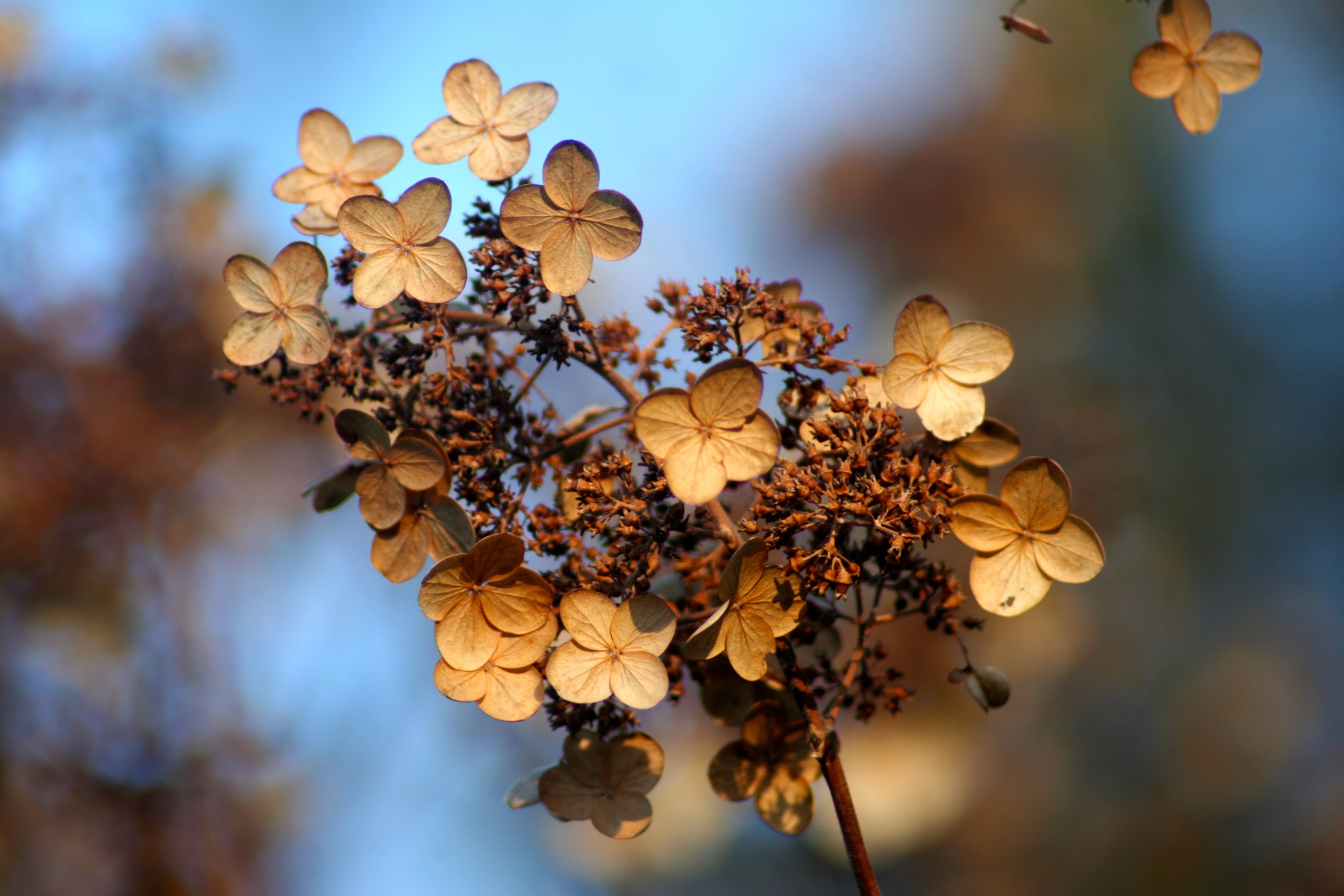 Download mobile wallpaper Dry, Flowers, Autumn, Flower, Hydrangea for free.