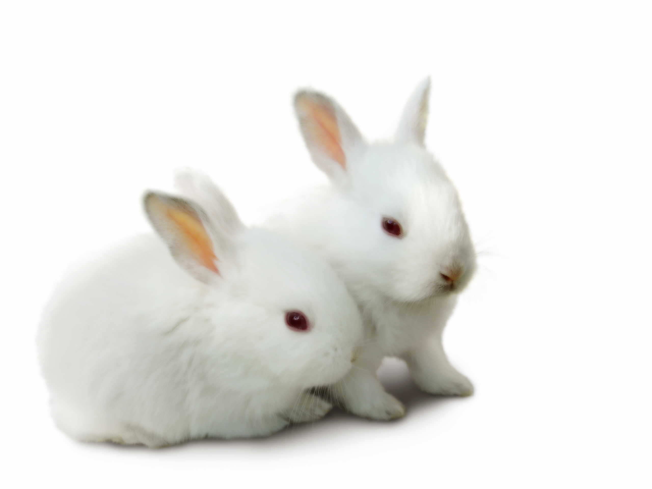 18363 завантажити шпалери кролики, тварини - заставки і картинки безкоштовно