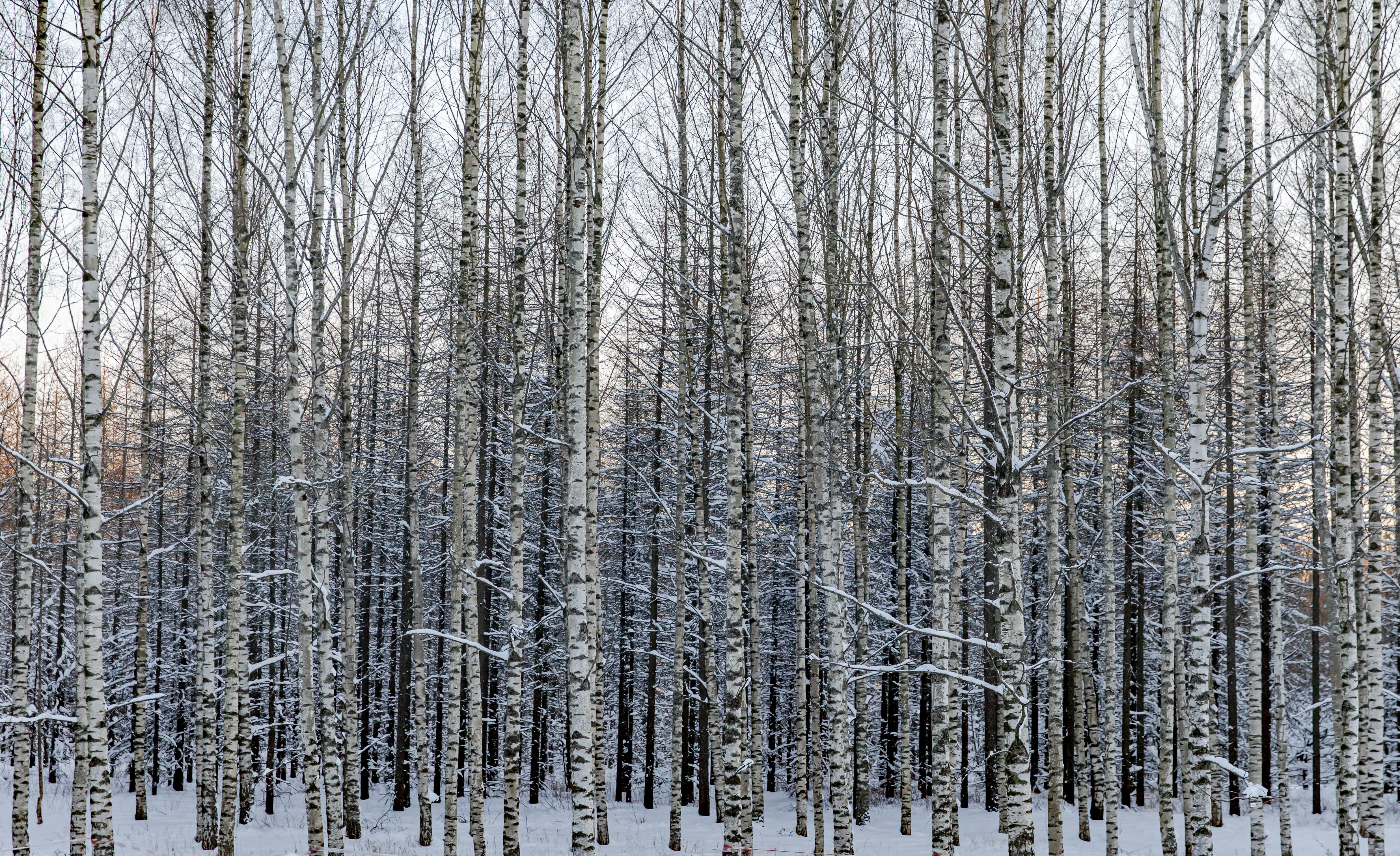 153215 Hintergrundbild herunterladen winter, natur, bäume, schnee, birken, wald - Bildschirmschoner und Bilder kostenlos