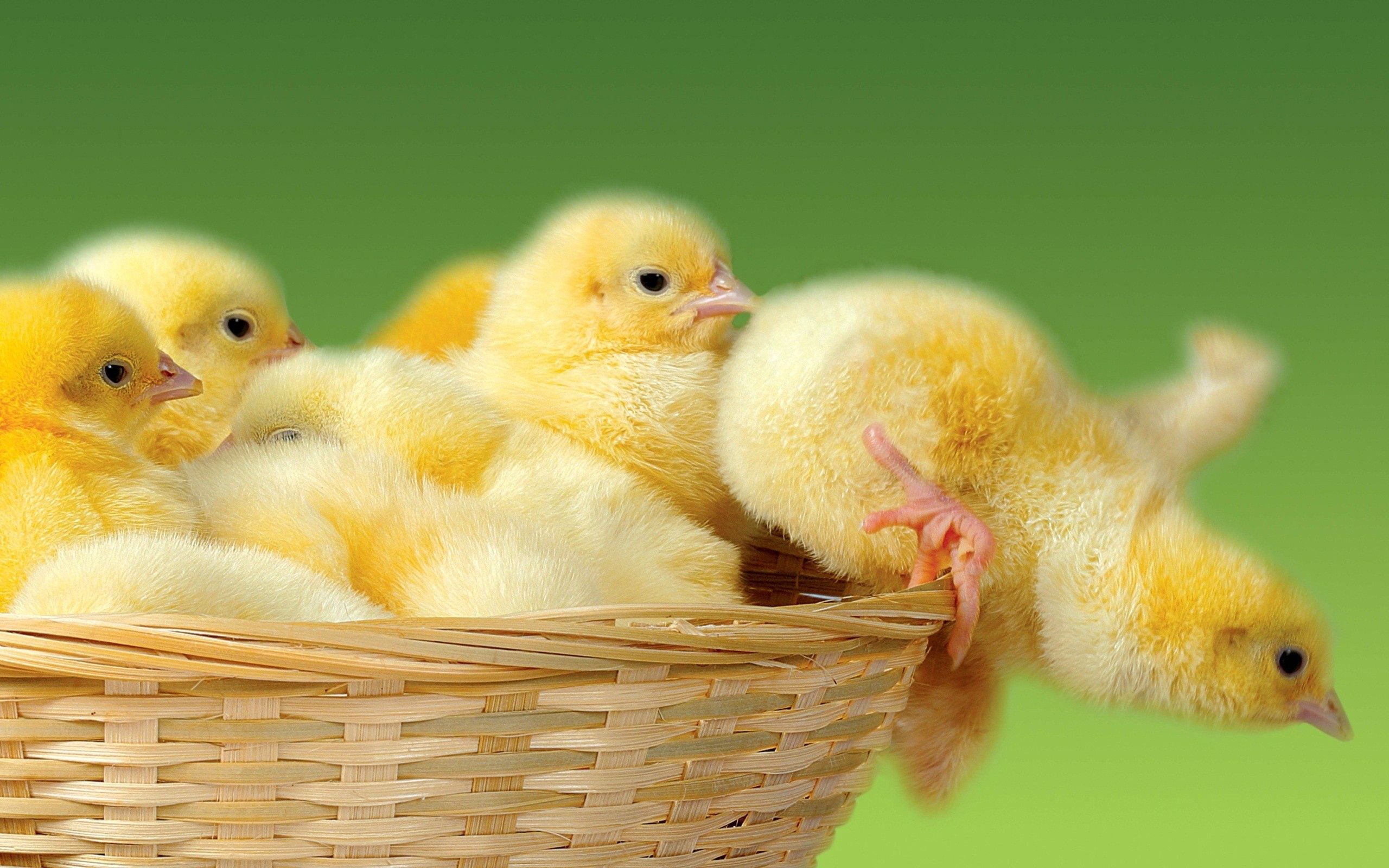 73000 Screensavers and Wallpapers Chicks for phone. Download animals, chicks, jump, basket pictures for free