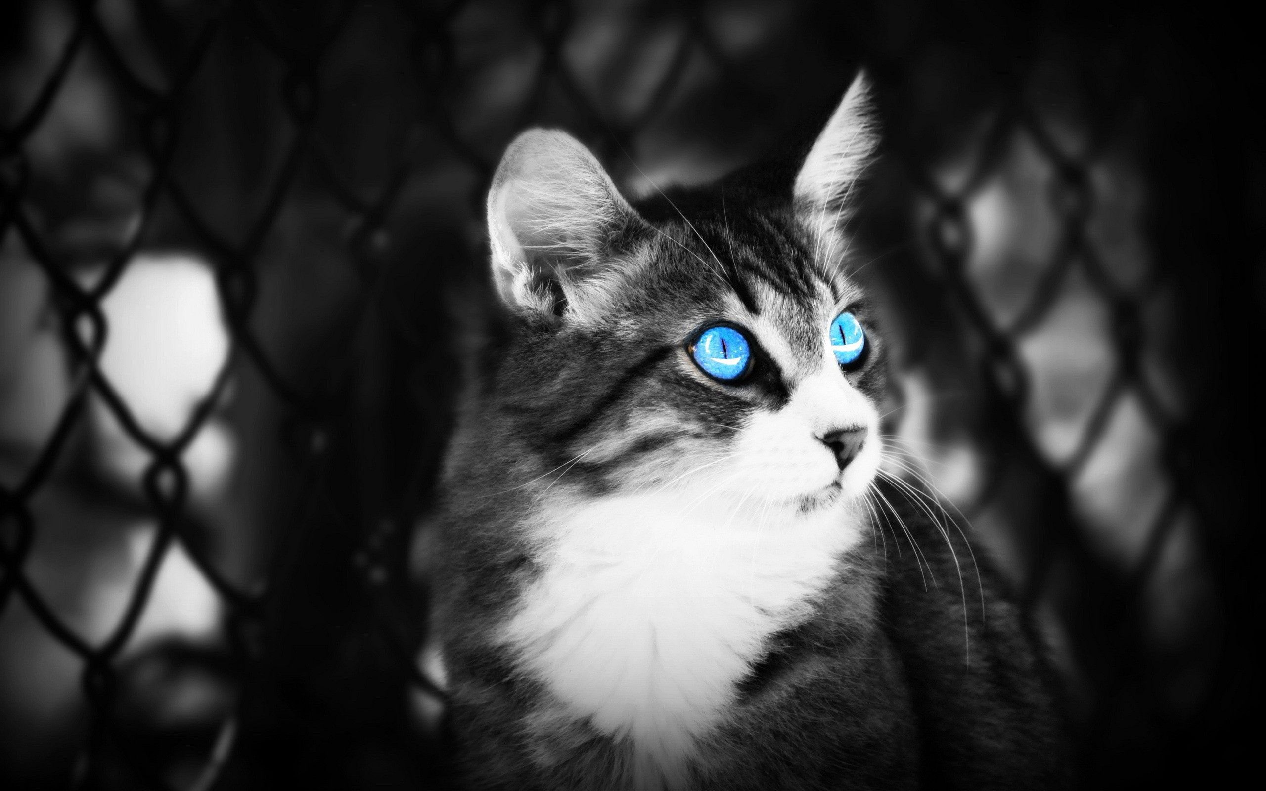 56779 завантажити шпалери кішка, очі, блакитноокий, тварини, блакитноока, чб, лежати, брехати - заставки і картинки безкоштовно
