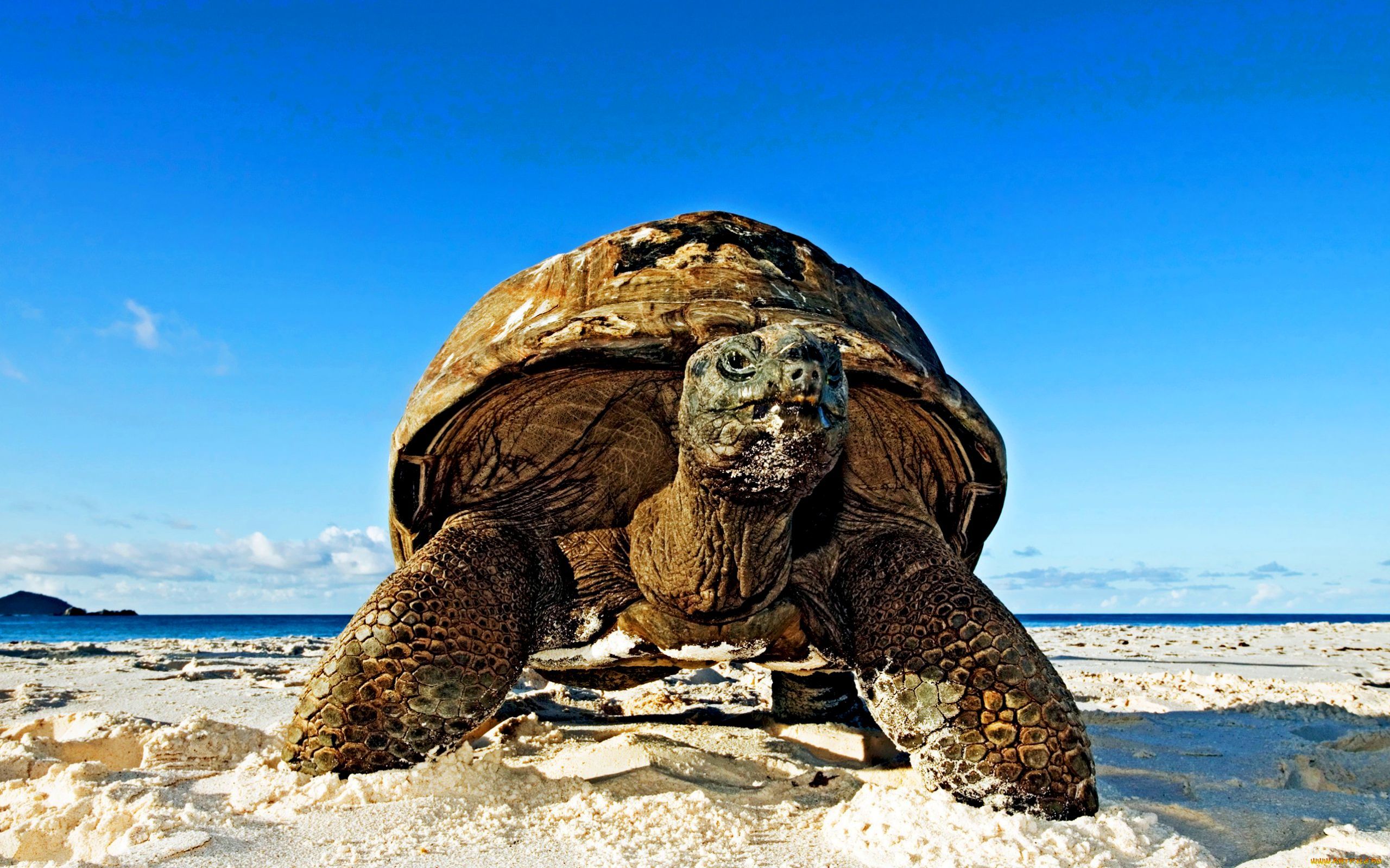 41726 Bild herunterladen tiere, turtles - Hintergrundbilder und Bildschirmschoner kostenlos
