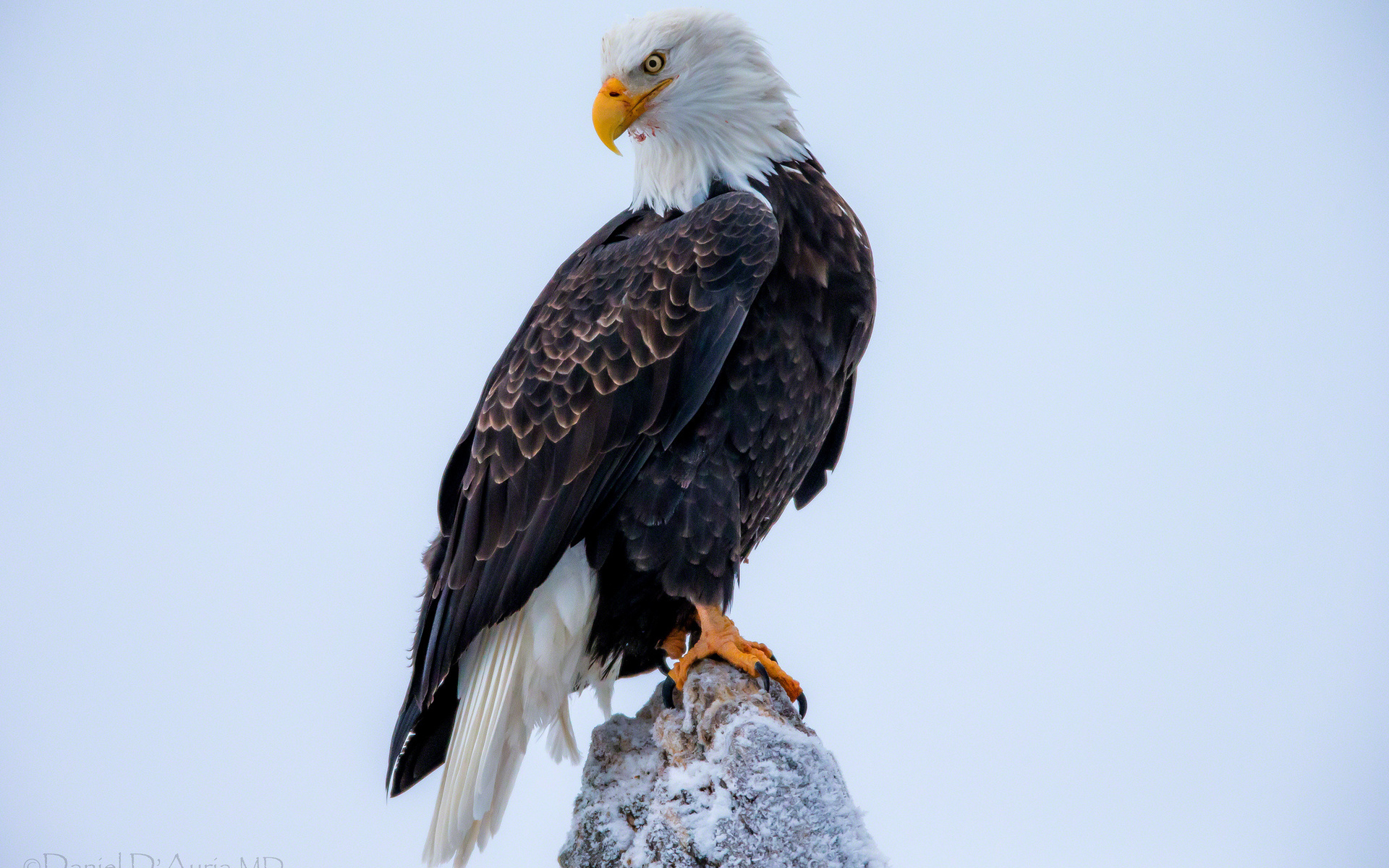  Bald Eagle HD Android Wallpapers