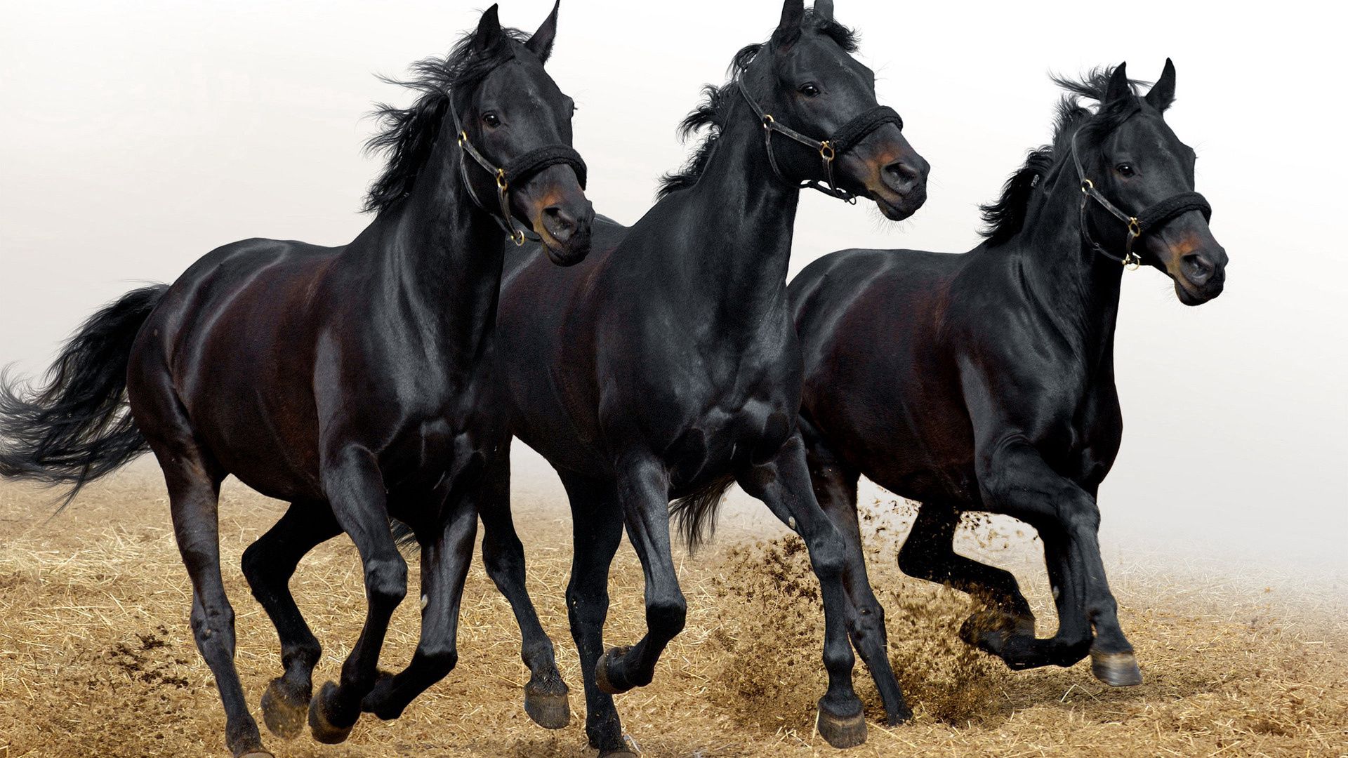 137760 download wallpaper animals, horses, head, three, run away, run screensavers and pictures for free