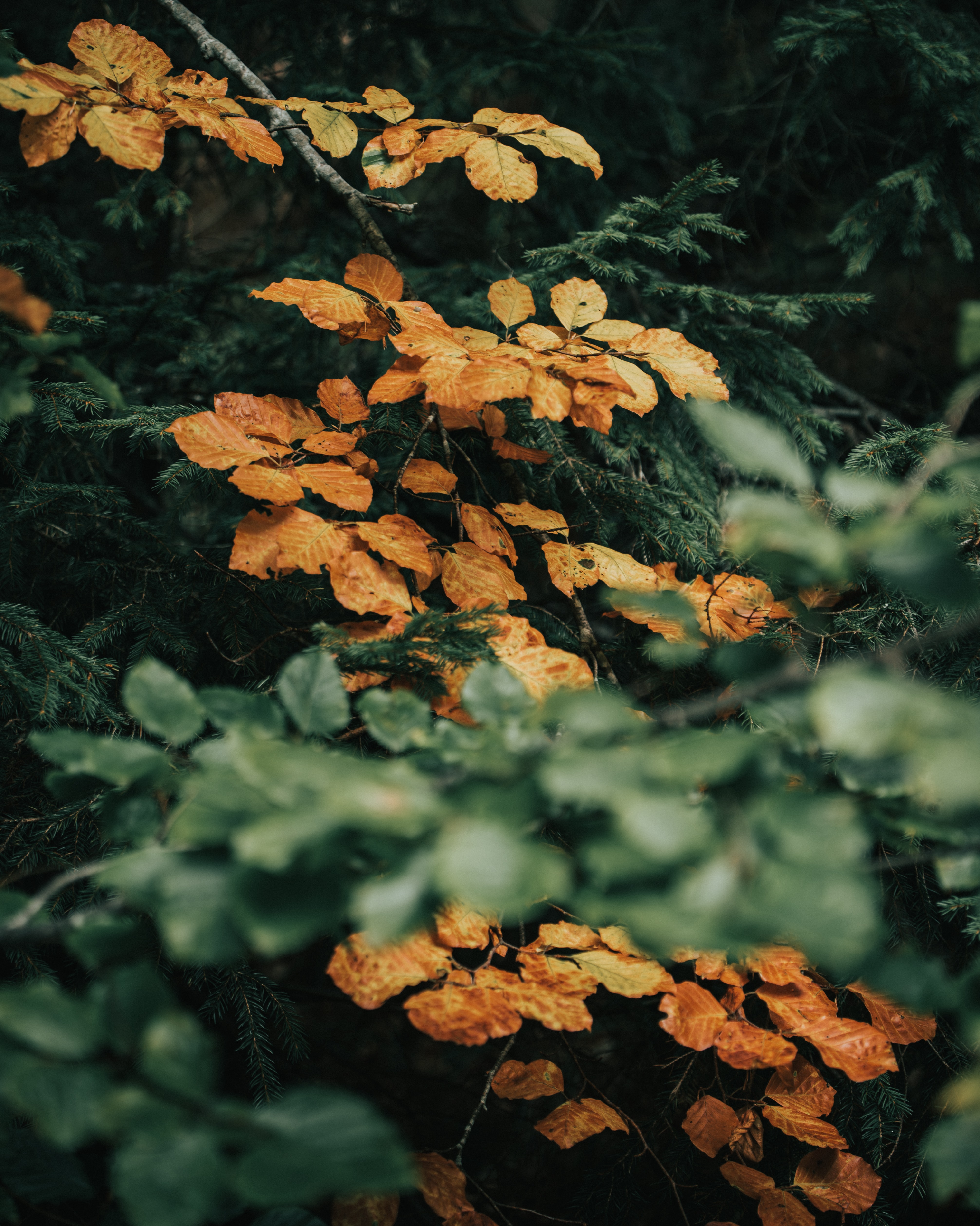 nature, leaves, branches, bush Ultrawide Wallpapers