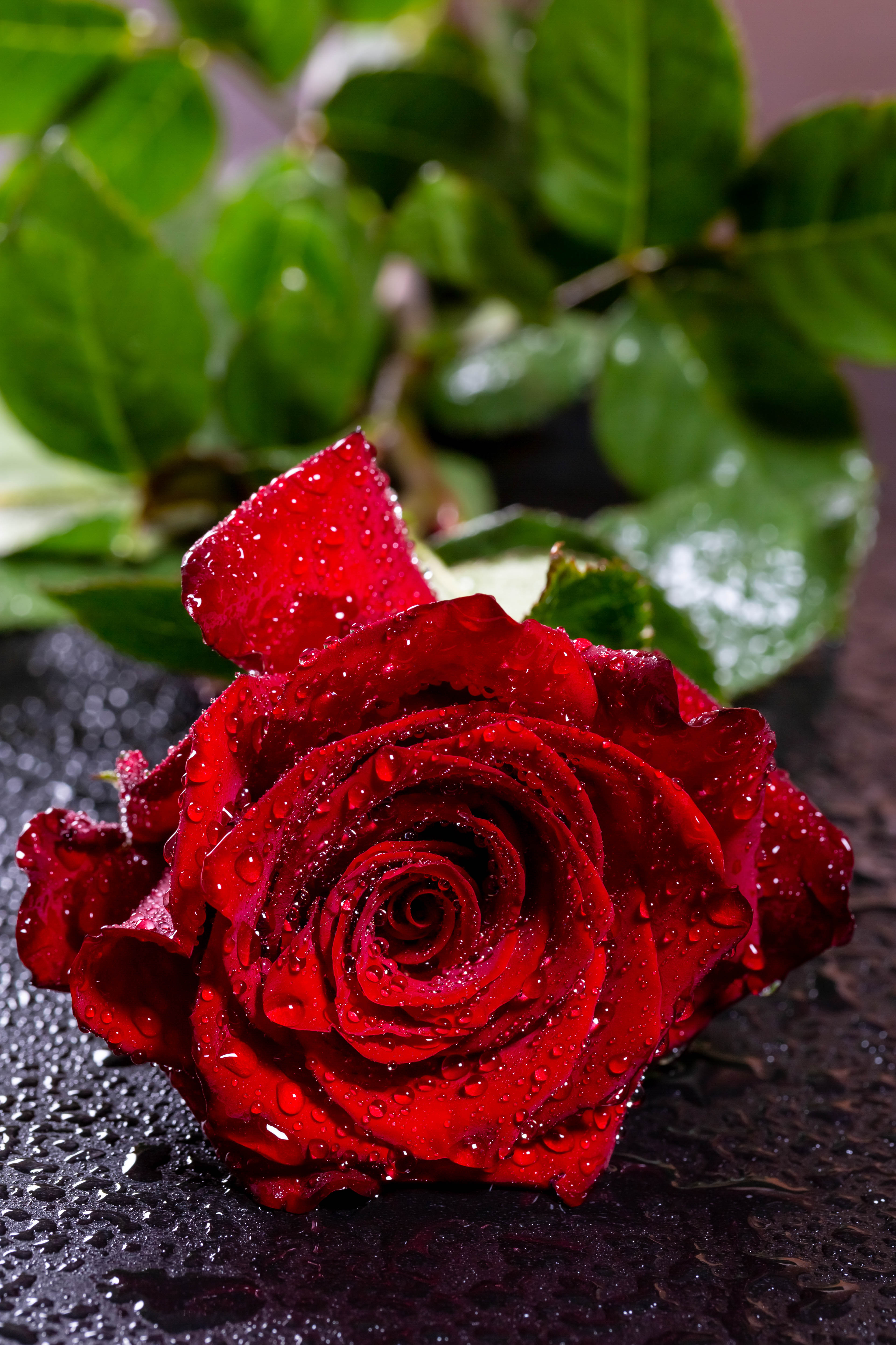 petals, red, rose flower, flowers Windows Mobile Wallpaper