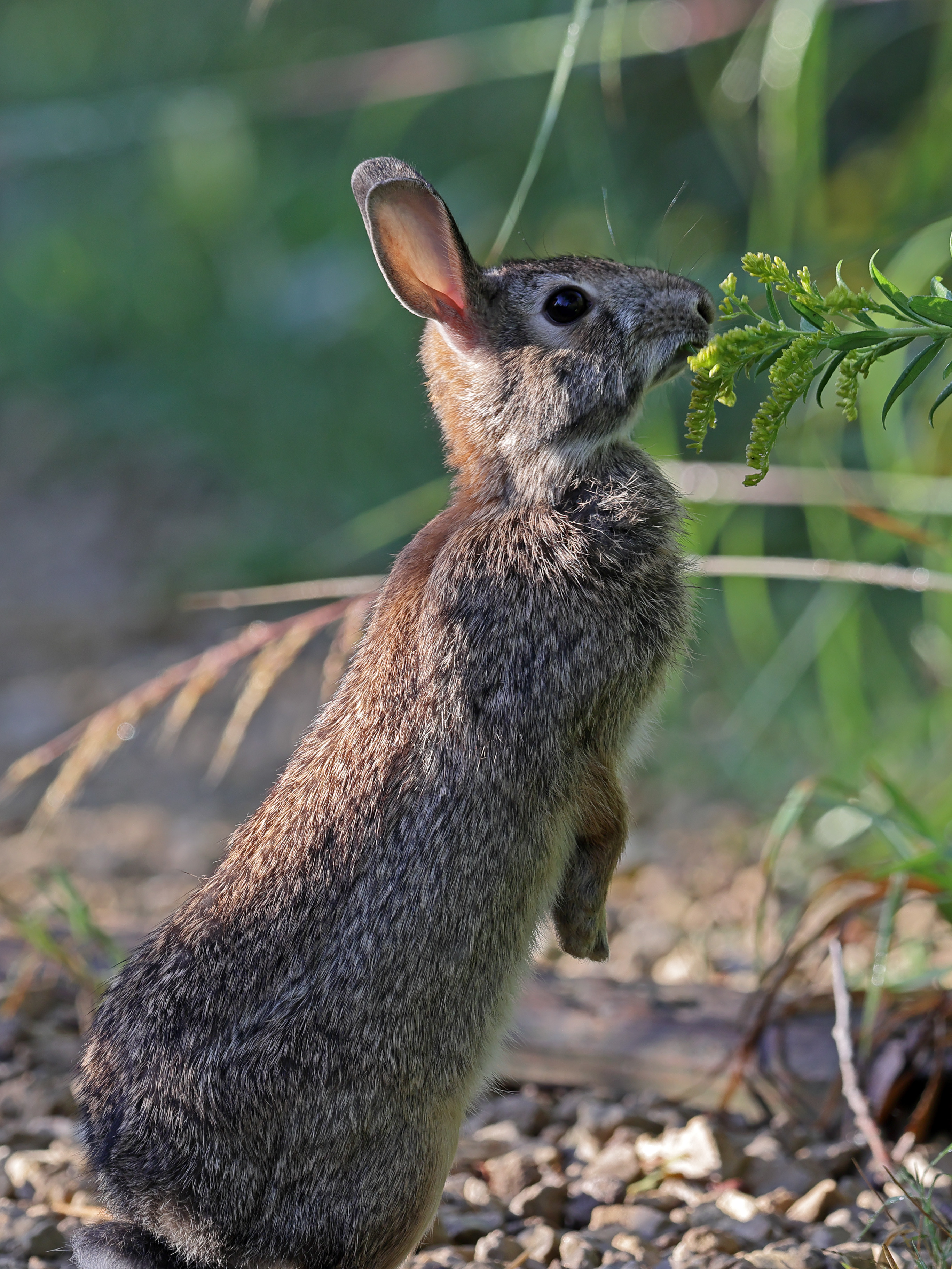 143256 Screensavers and Wallpapers Rabbit for phone. Download animals, grass, animal, profile, rabbit, hare pictures for free
