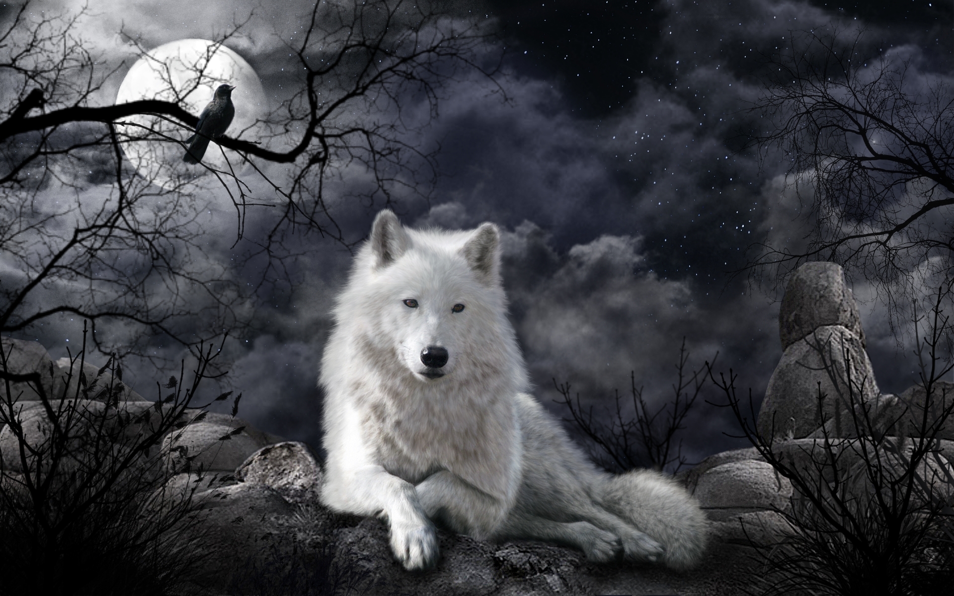 Phone Background Full HD white wolf, wolves, night, animal