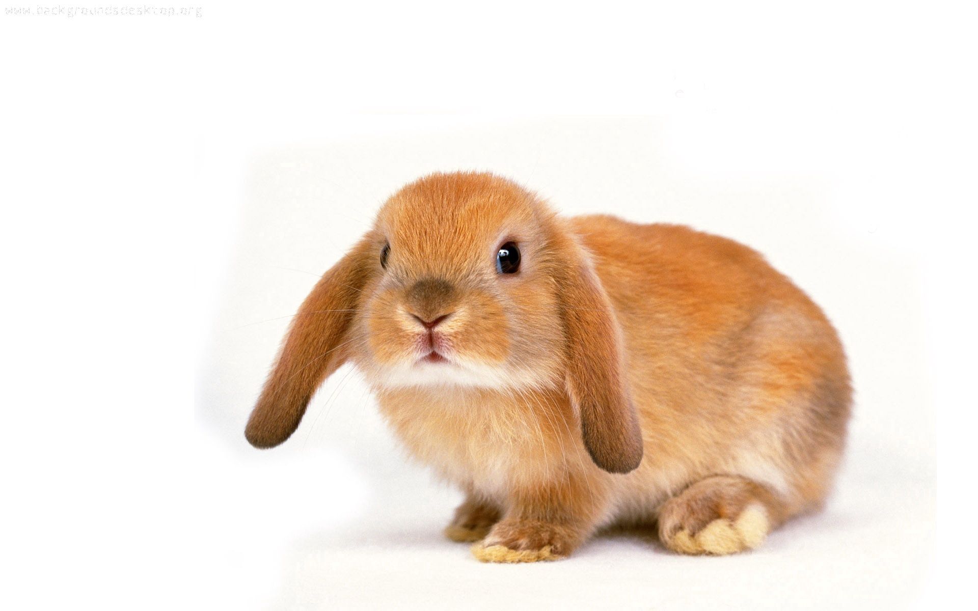 64767 скачать обои кролик, животные, уши, малыш, очаровательный - заставки и картинки бесплатно