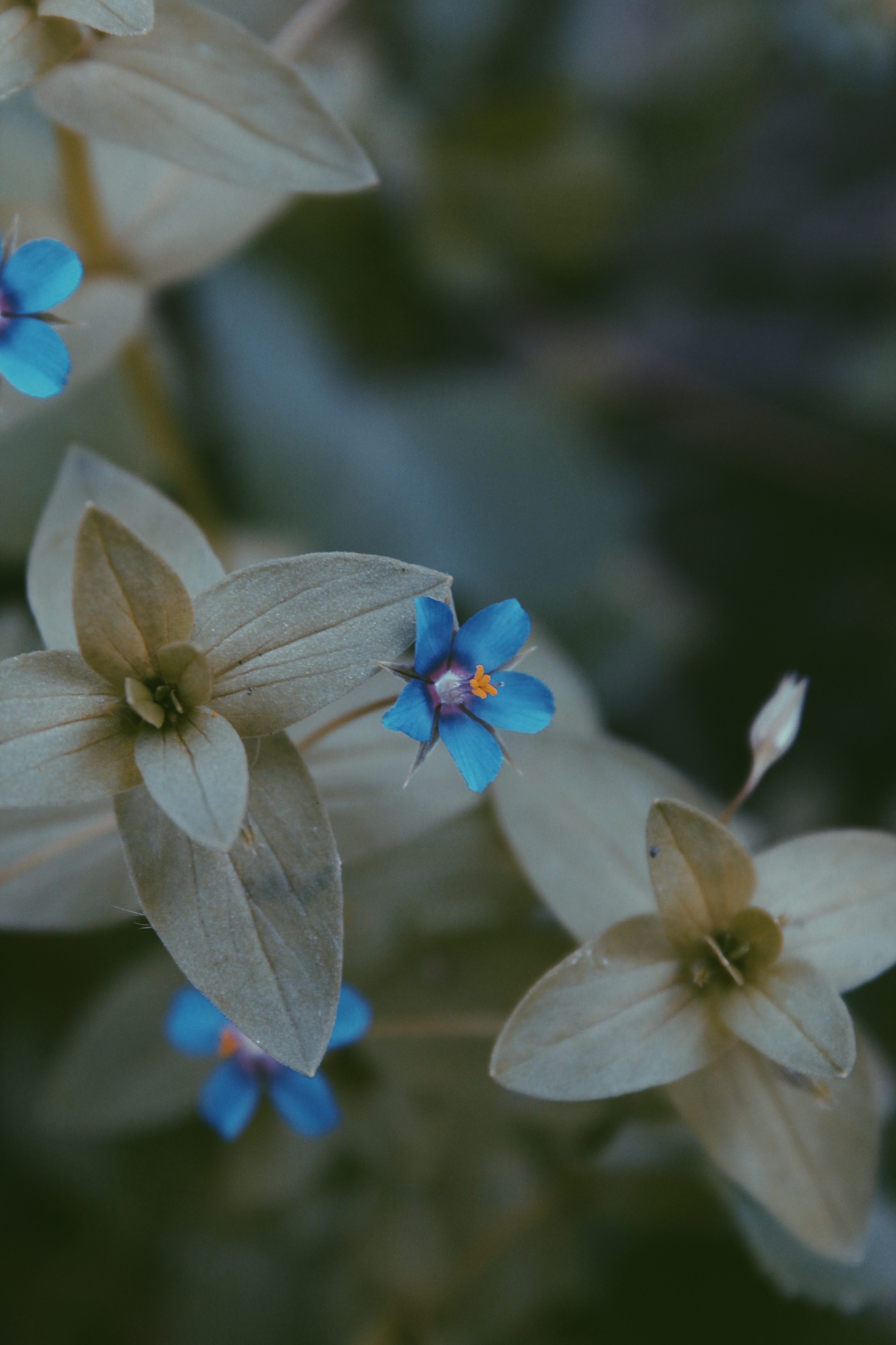 98469 download wallpaper leaves, green, blue, flower, macro, blur, smooth, flora screensavers and pictures for free