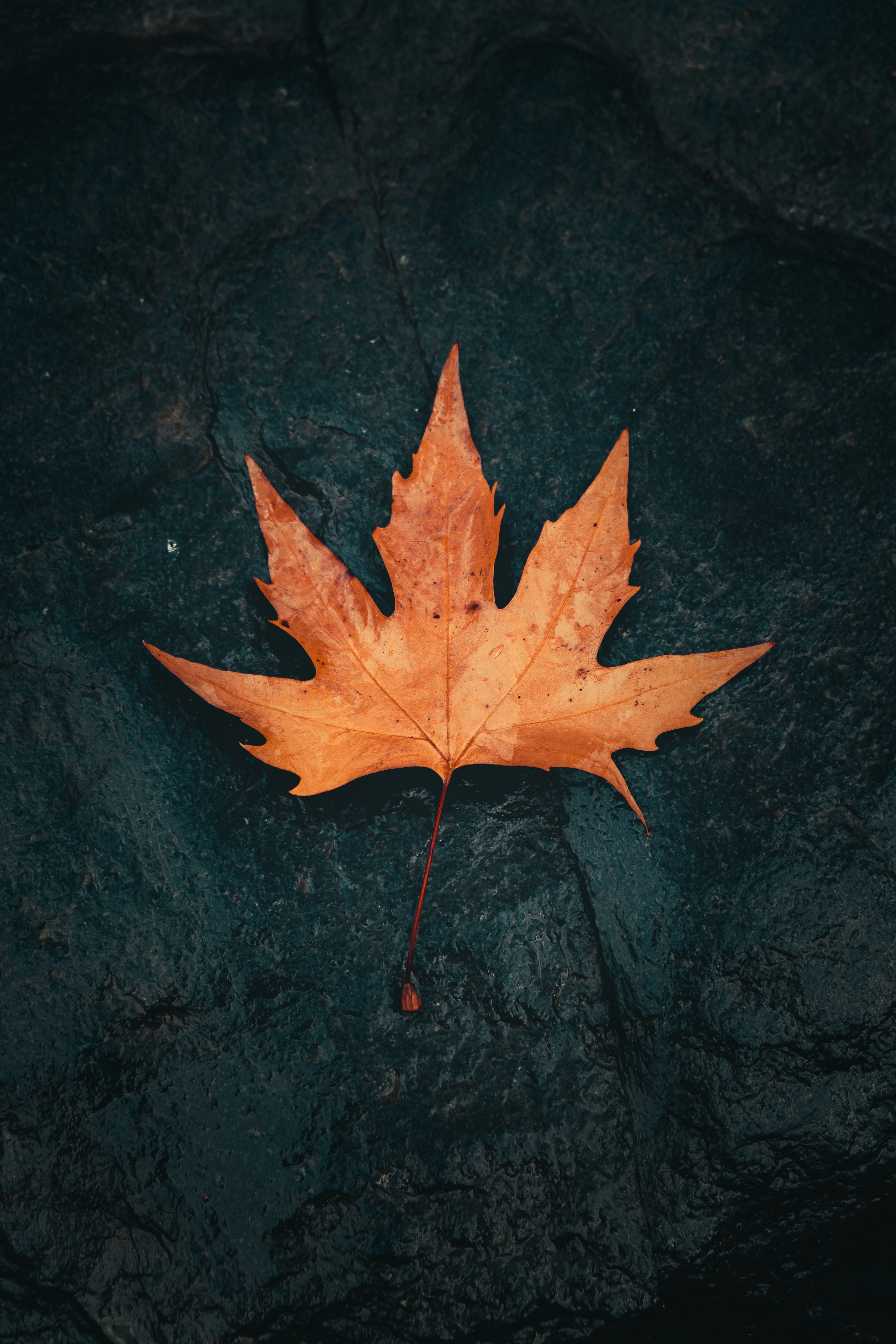 Best Mobile Maple Backgrounds