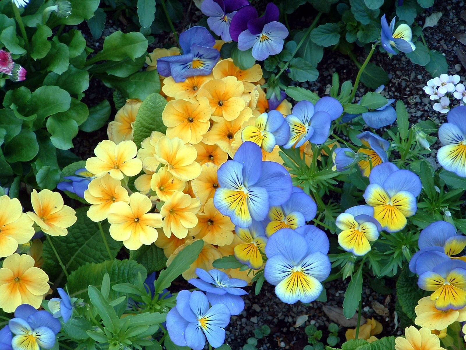 flowers, pansies, greens, flower bed, flowerbed, garden for android