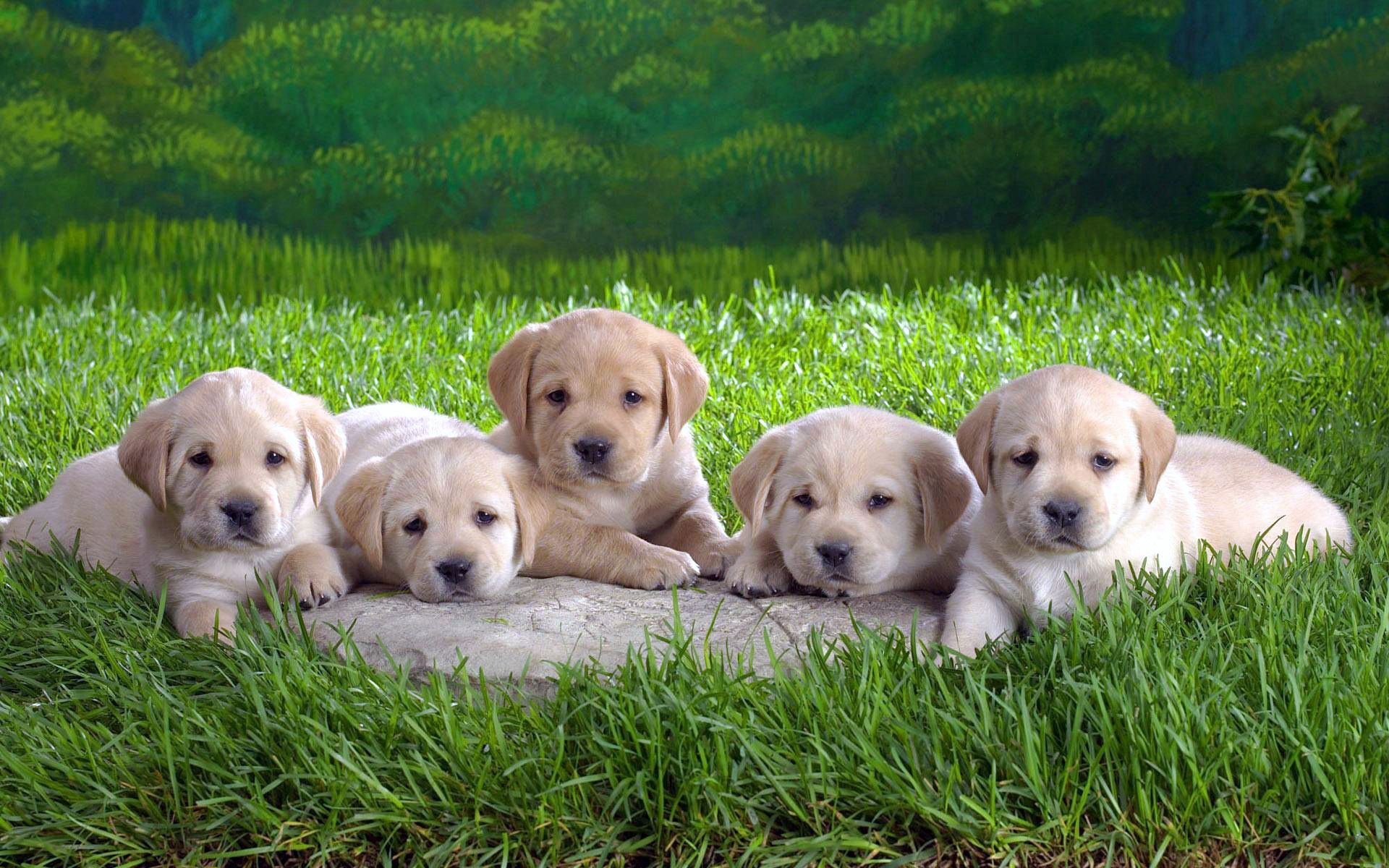 151675 Screensavers and Wallpapers Puppies for phone. Download animals, grass, to lie down, lie, labradors, puppies, lots of, multitude pictures for free