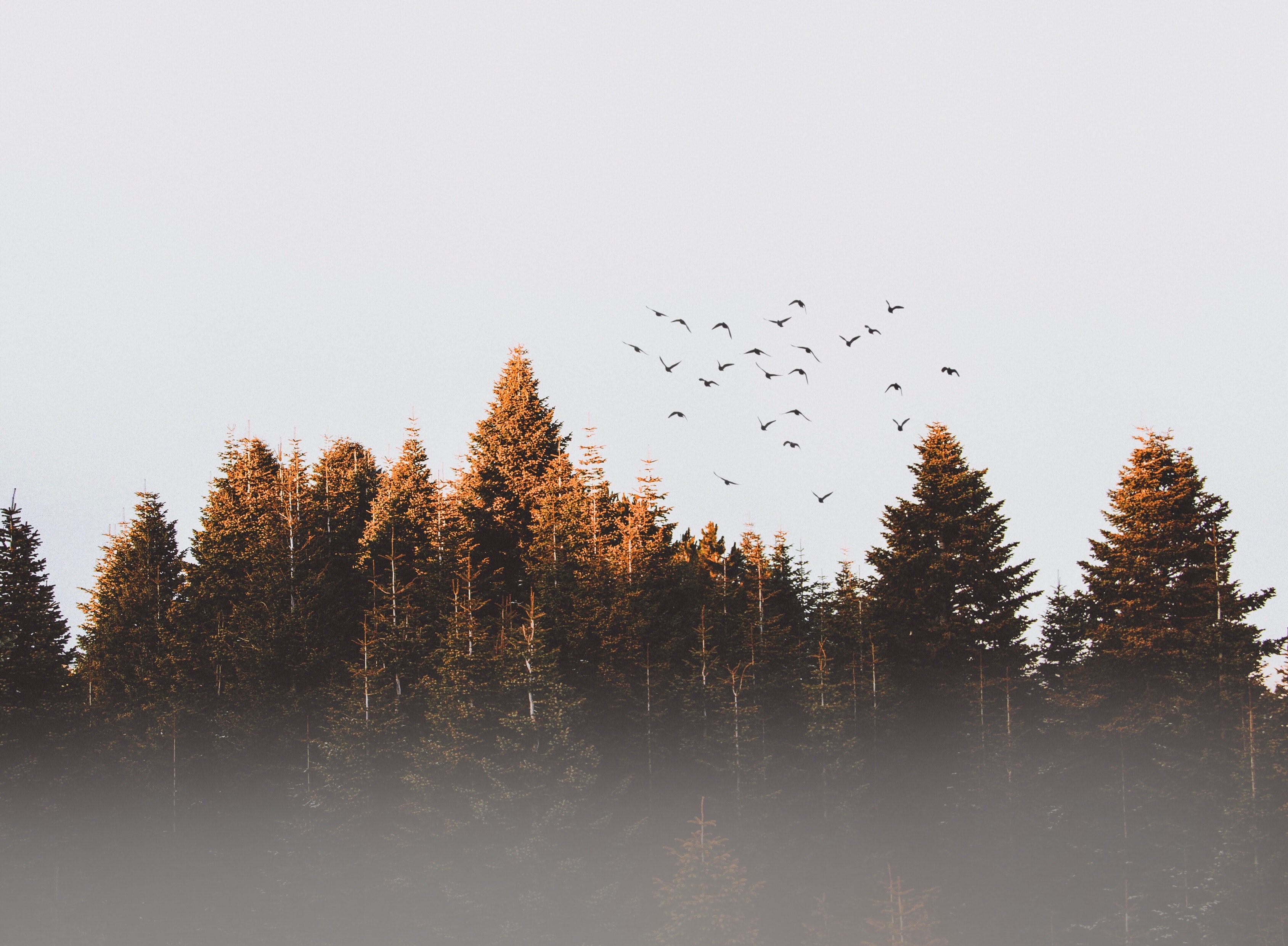 nature, fog, trees, birds HD wallpaper