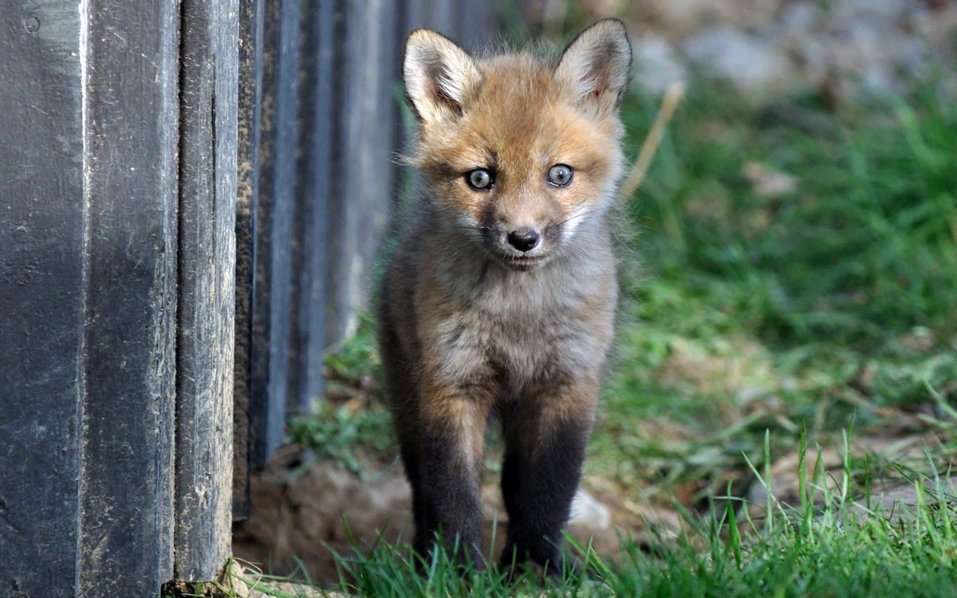 Fox animals, stroll, fright, grass 8k Backgrounds
