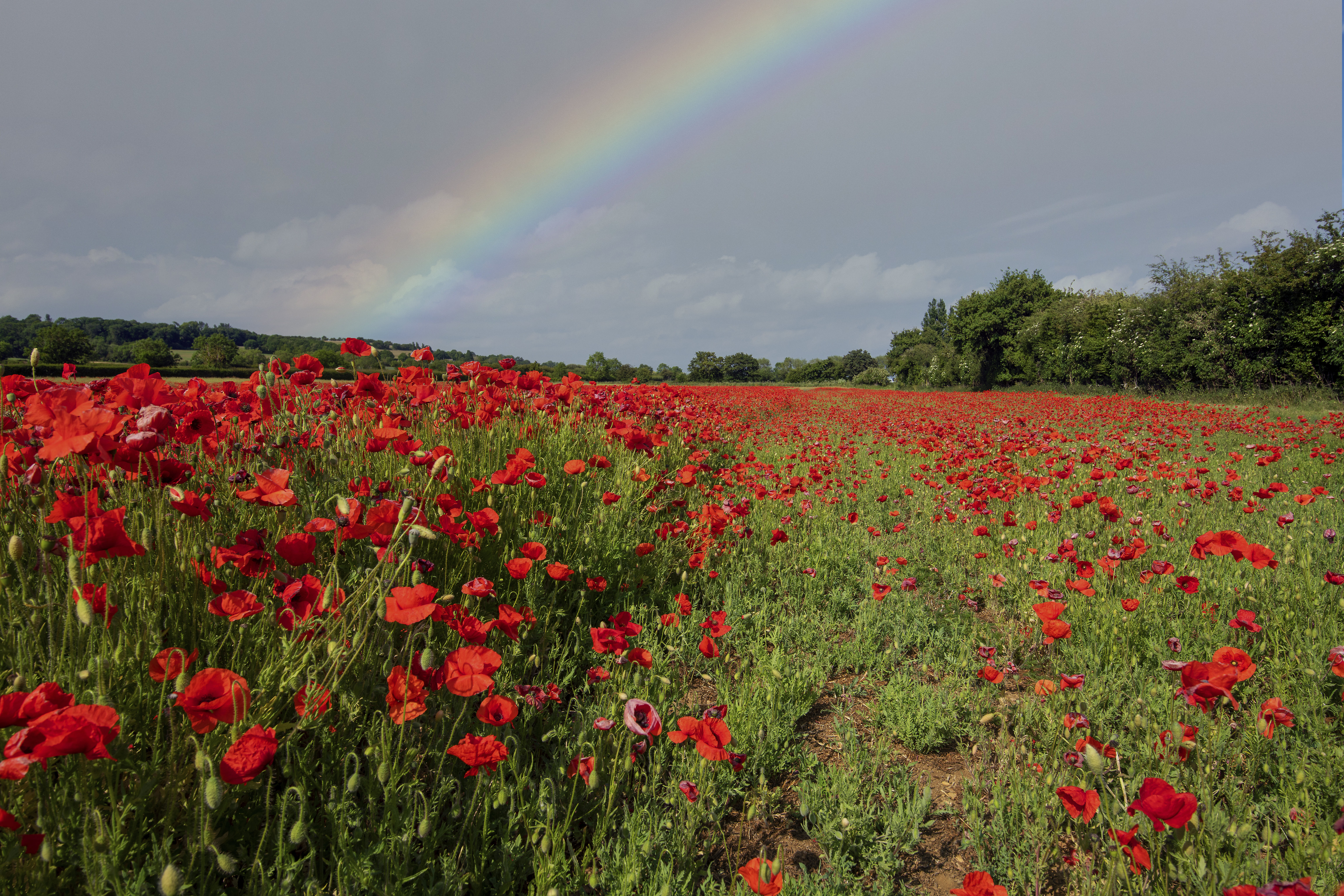 flowers, sky, poppies, rainbow, field