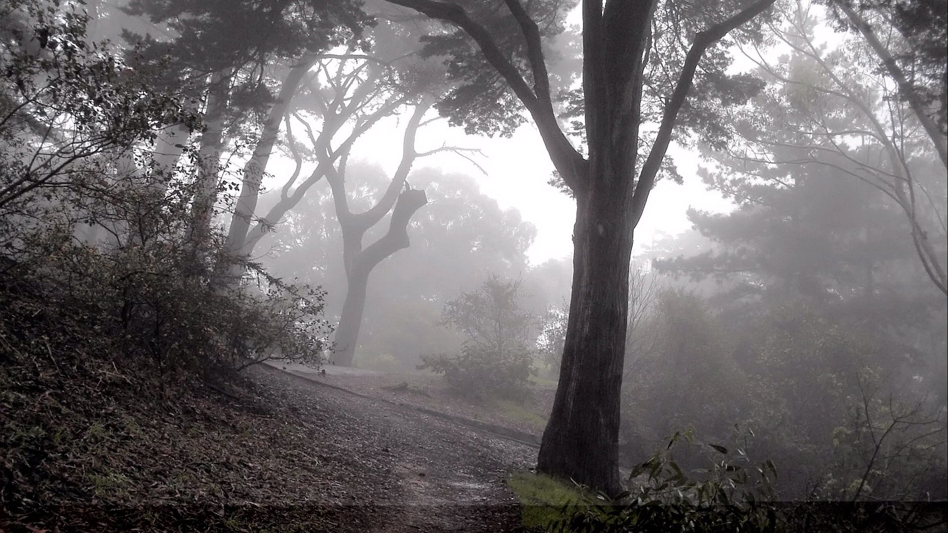 120532 Hintergrundbild herunterladen natur, bäume, wald, nebel, steigung, abstammung, abstieg, geheimnisvoll, geheimnisvolle, düster, düsteren - Bildschirmschoner und Bilder kostenlos