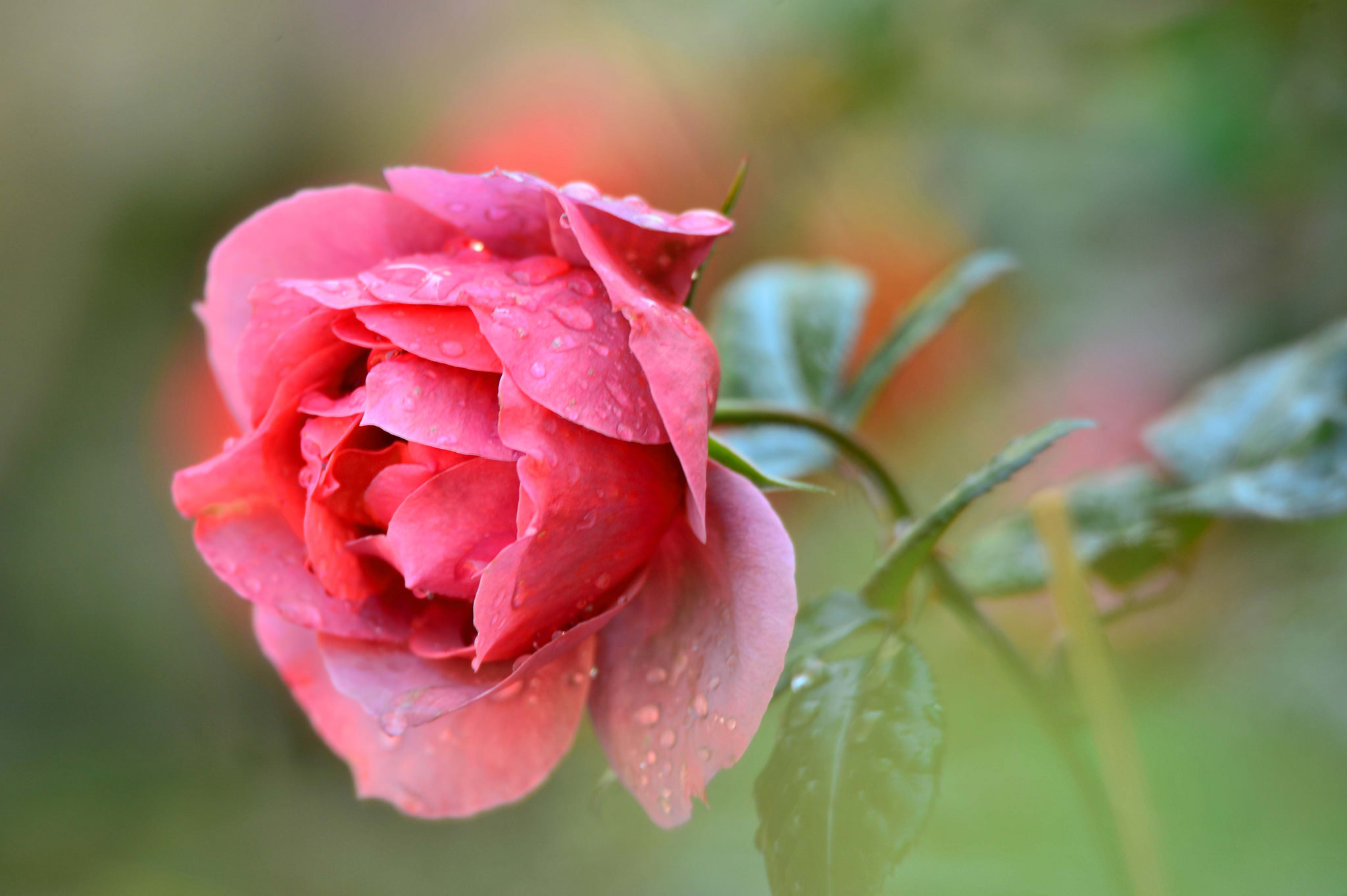 71942 download wallpaper drops, macro, rose flower, rose, petals, bud screensavers and pictures for free