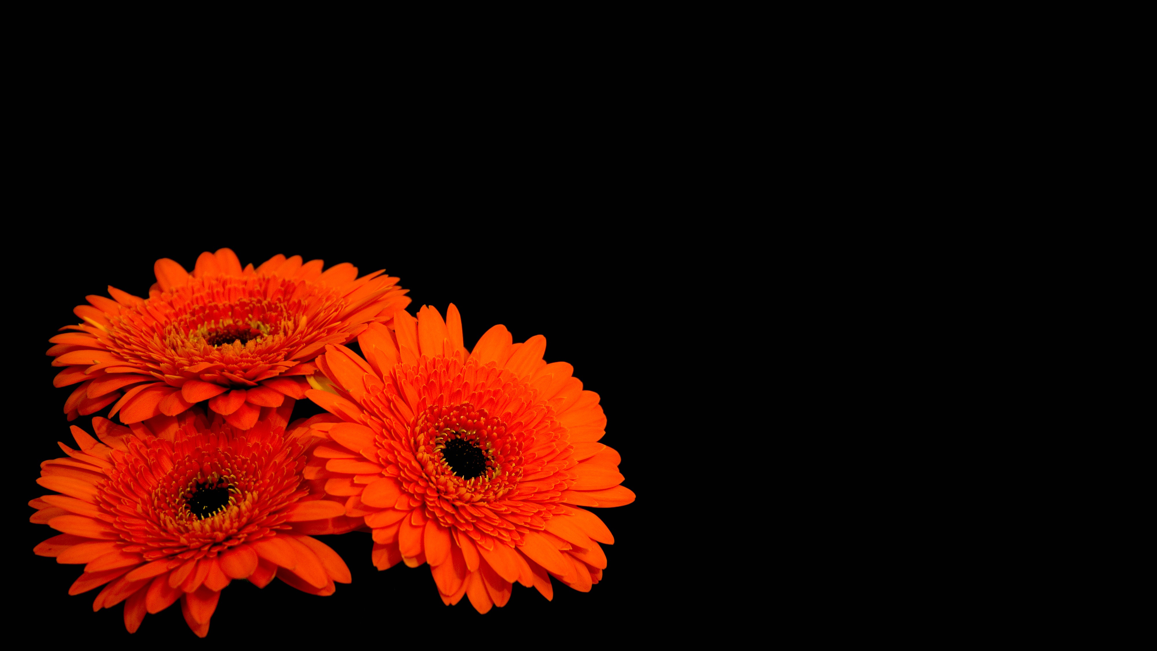 iPhone Wallpapers orange flower, flowers, black, earth Gerbera