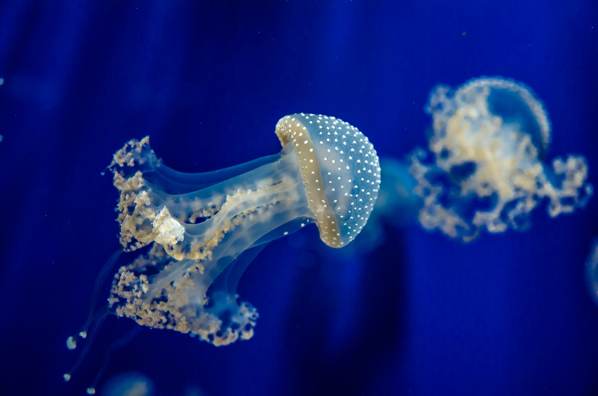 152491 download wallpaper miscellaneous, miscellanea, sea, jellyfish, underwater world screensavers and pictures for free