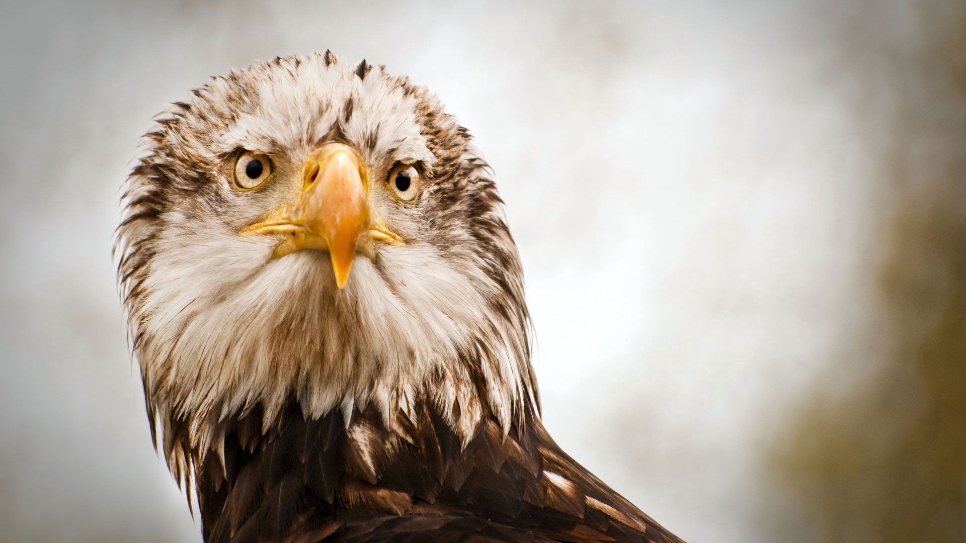 149643 download wallpaper animals, feather, beak, sight, opinion, head, eagle screensavers and pictures for free