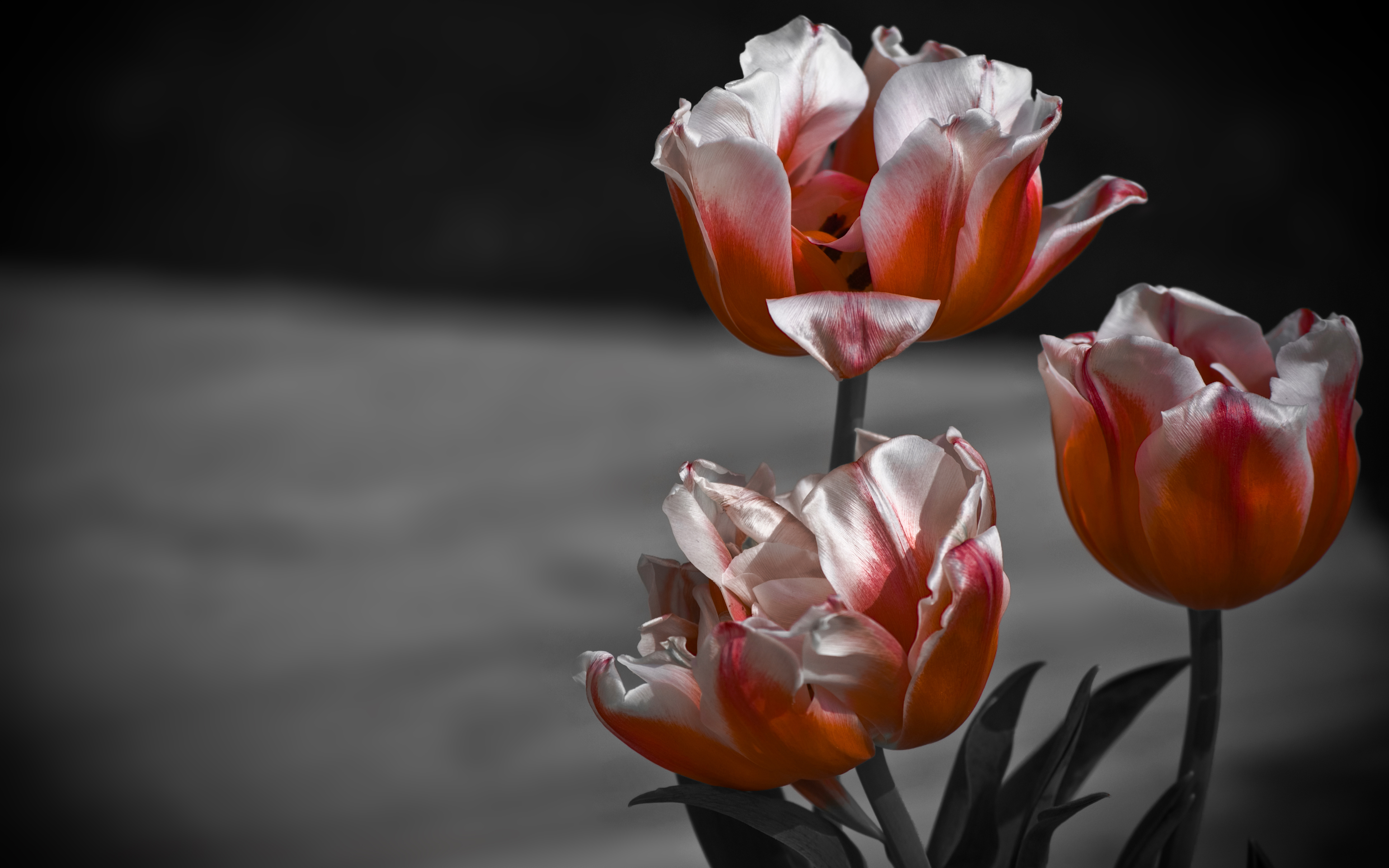 flowers, earth, tulip