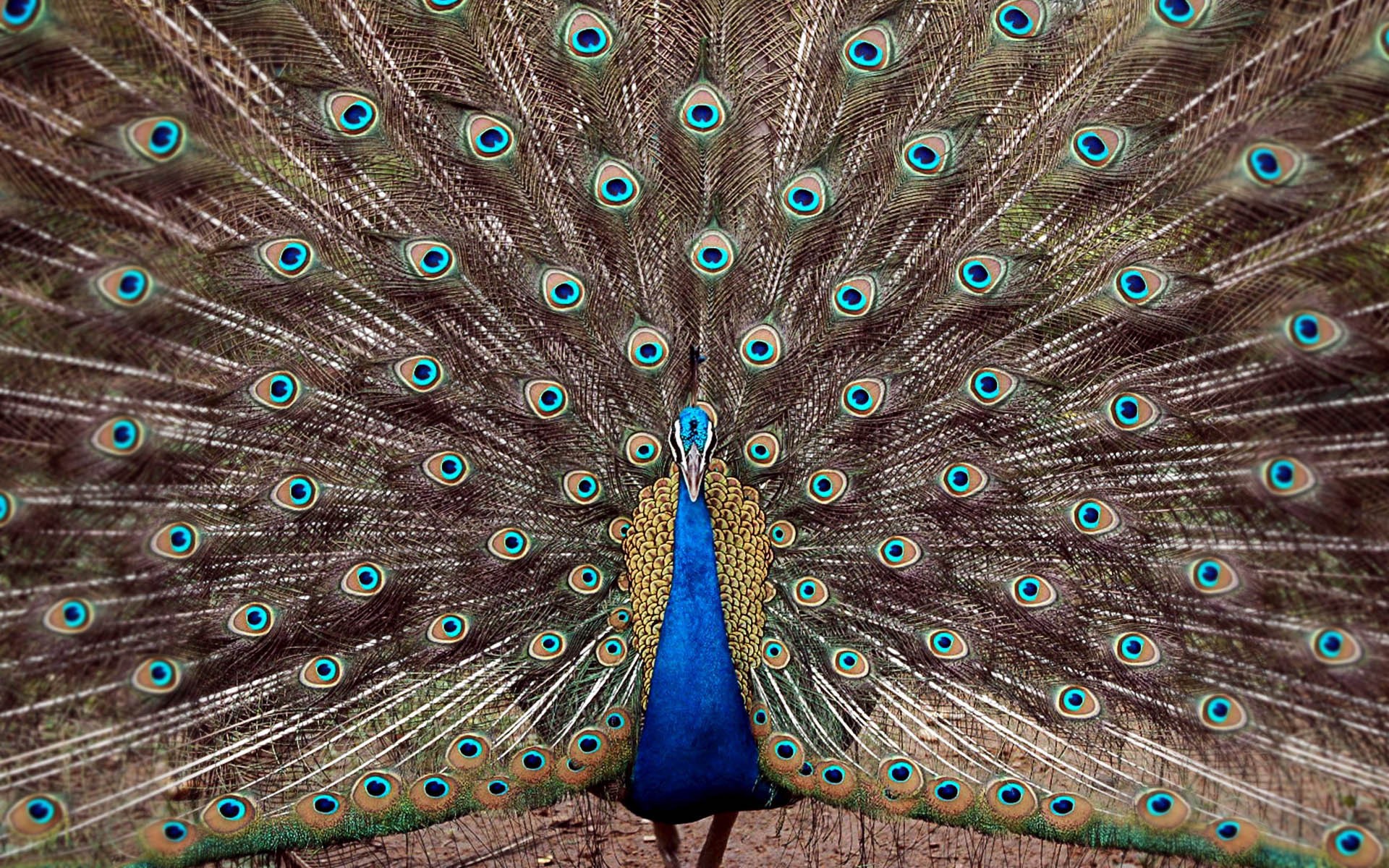 Popular Peacocks images for mobile phone