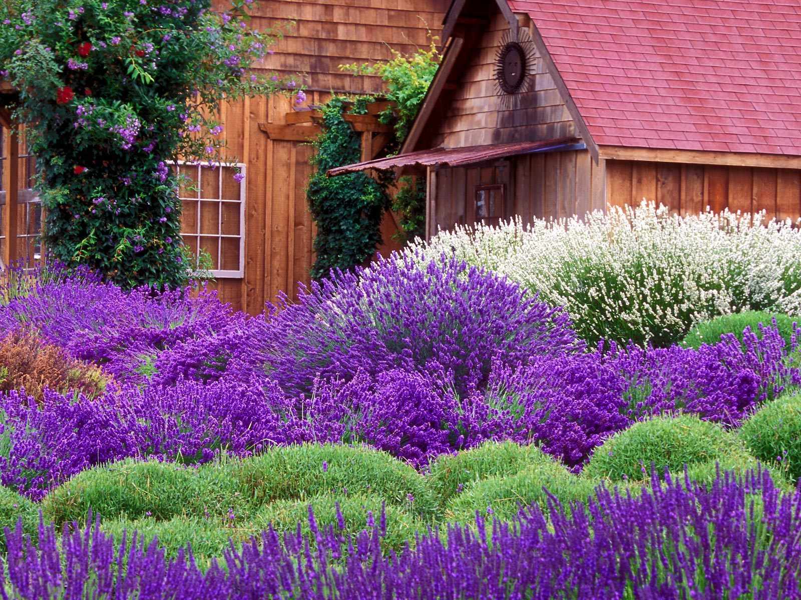 Images & Pictures  Lavender