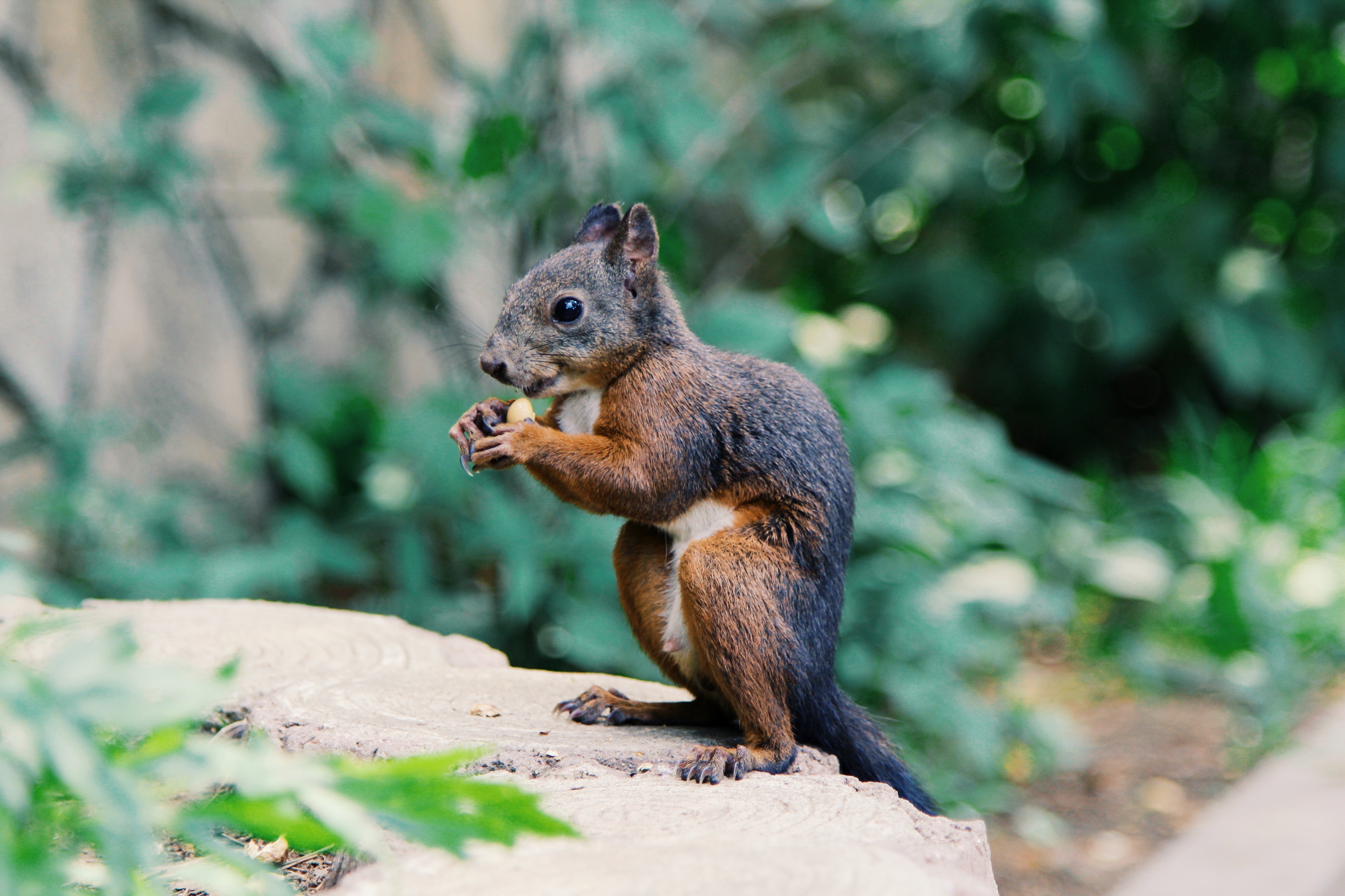 animals, squirrel, food, rodent mobile wallpaper