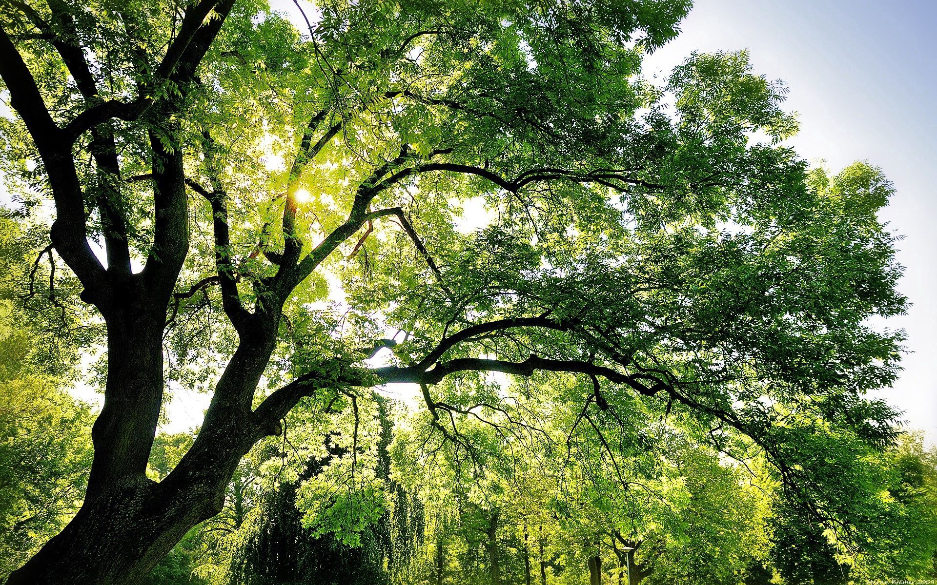 135163 скачать обои дерево, солнце, природа, свет, лучи, зеленый, ветви - заставки и картинки бесплатно