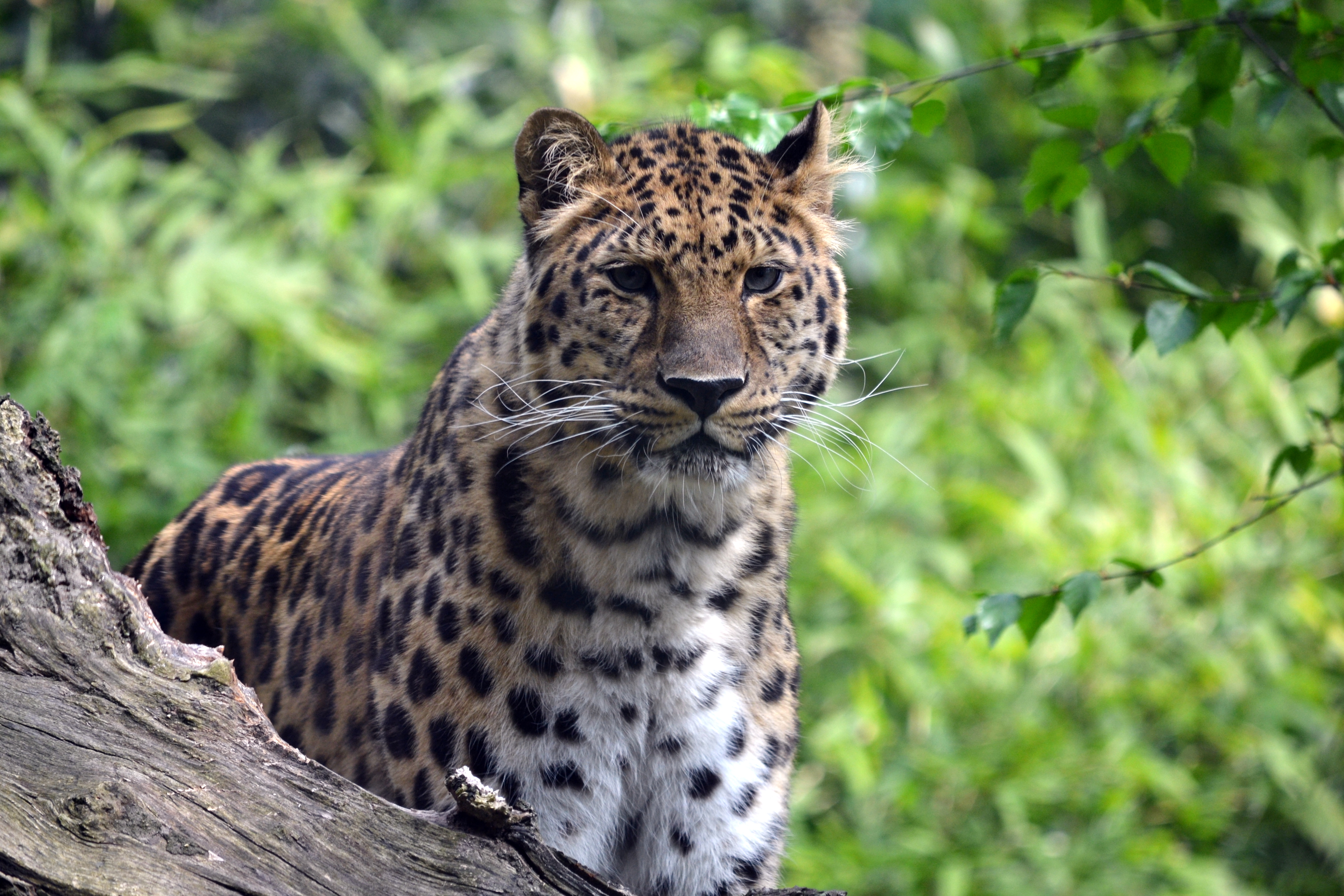 123539 Bildschirmschoner und Hintergrundbilder Leopard auf Ihrem Telefon. Laden Sie predator, wildlife, tiere, big cat Bilder kostenlos herunter