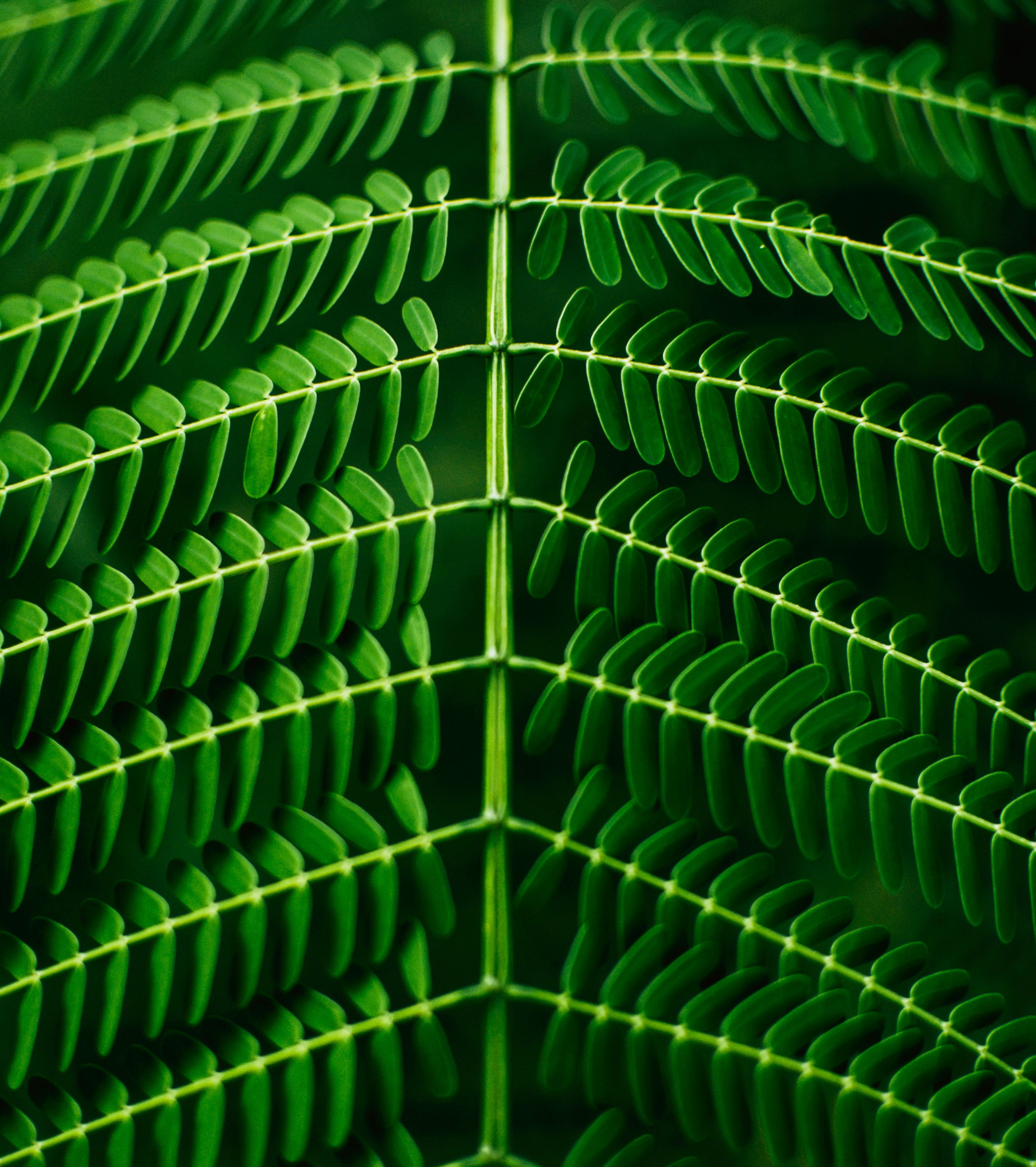 Phone Background Full HD green, branch, macro, smooth