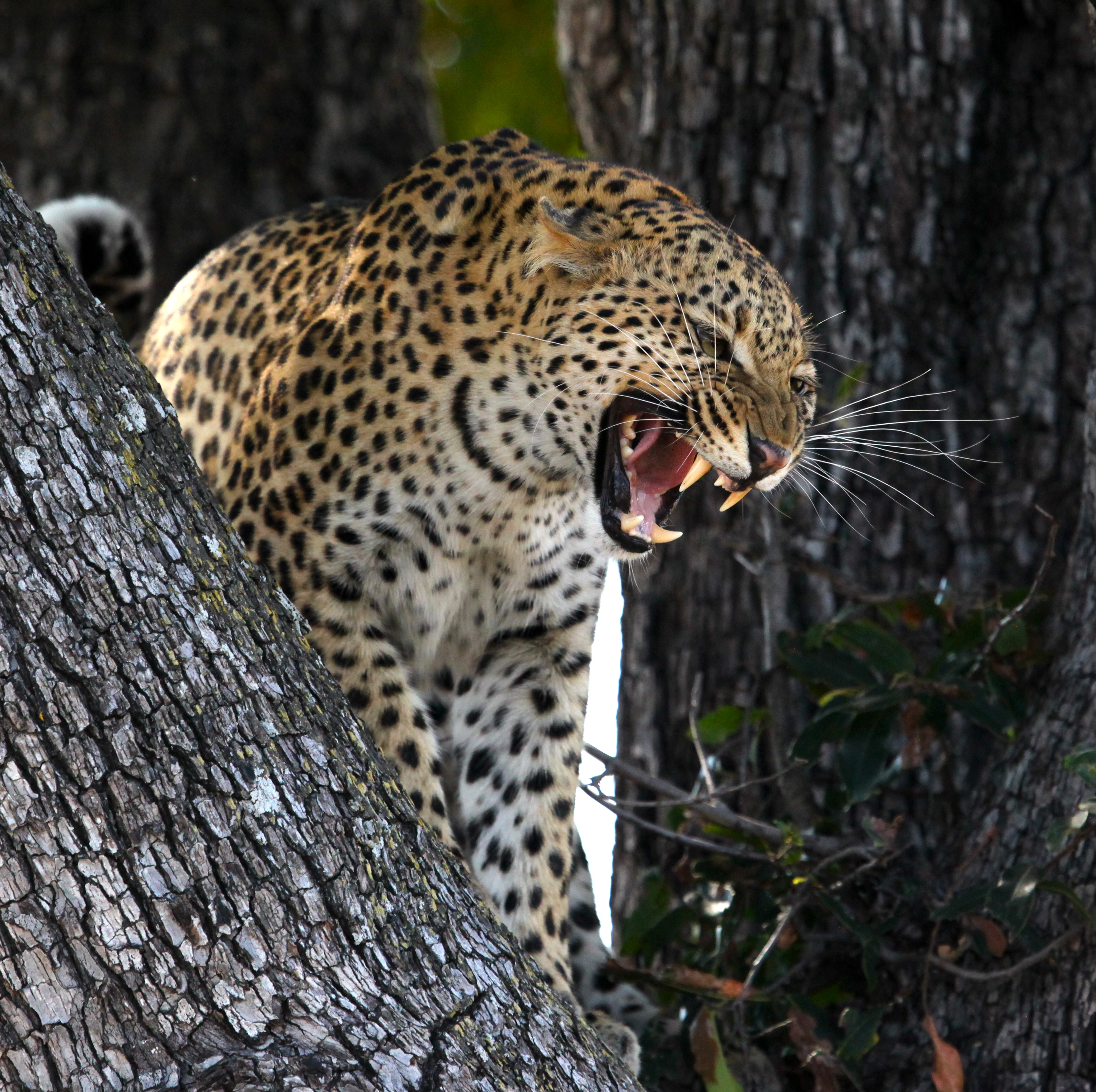 animals, leopard, grin, predator, big cat, wildlife phone background