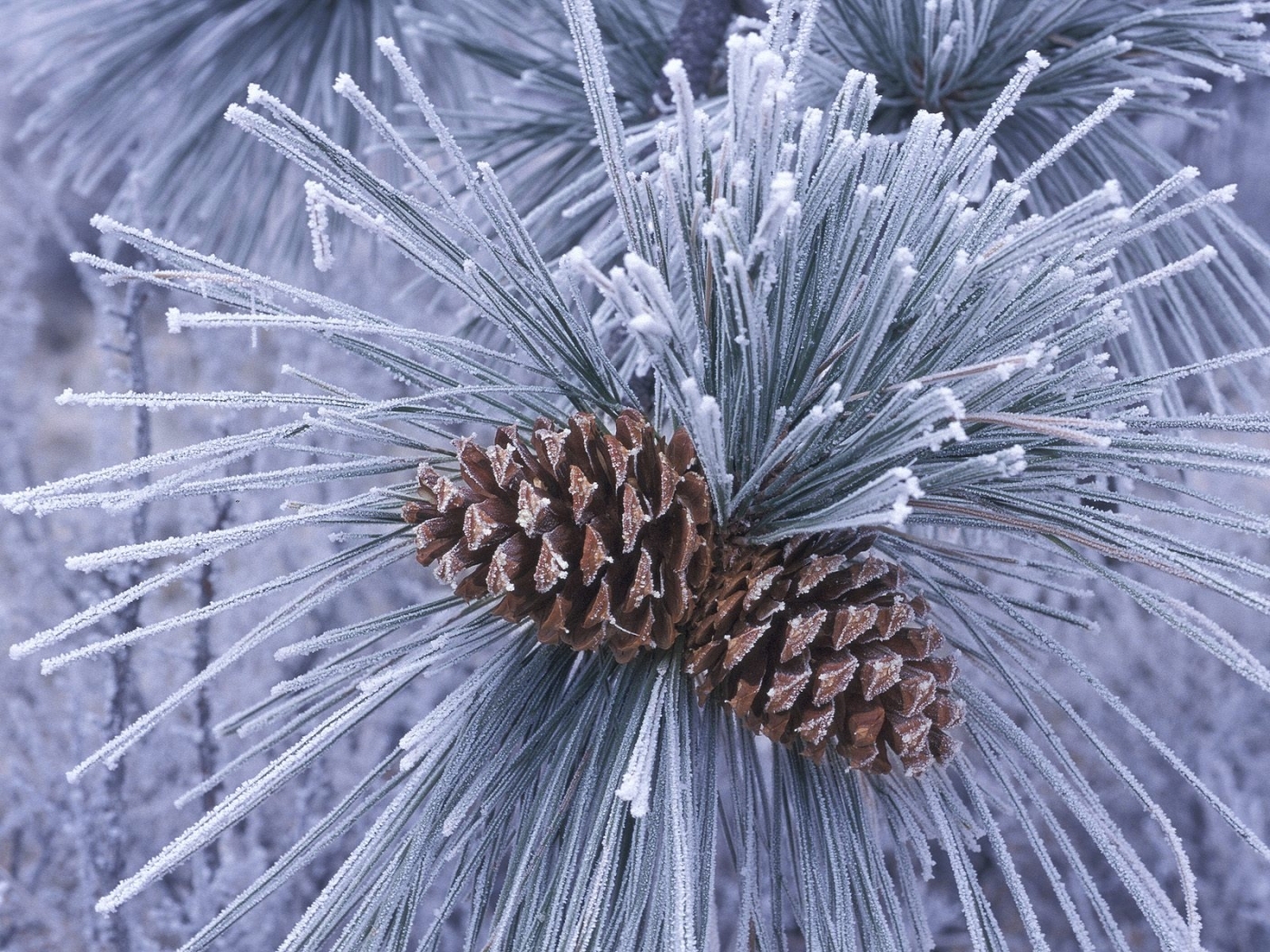 plants, winter, trees, cones, pine, blue cell phone wallpapers