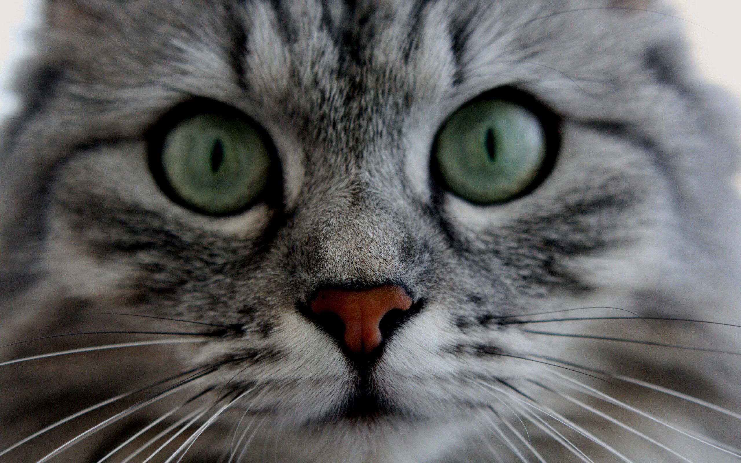 Laden Sie das Tiere, Der Kater, Katze, Flauschige, Schnauze, Augen, Schatz, Nett-Bild kostenlos auf Ihren PC-Desktop herunter