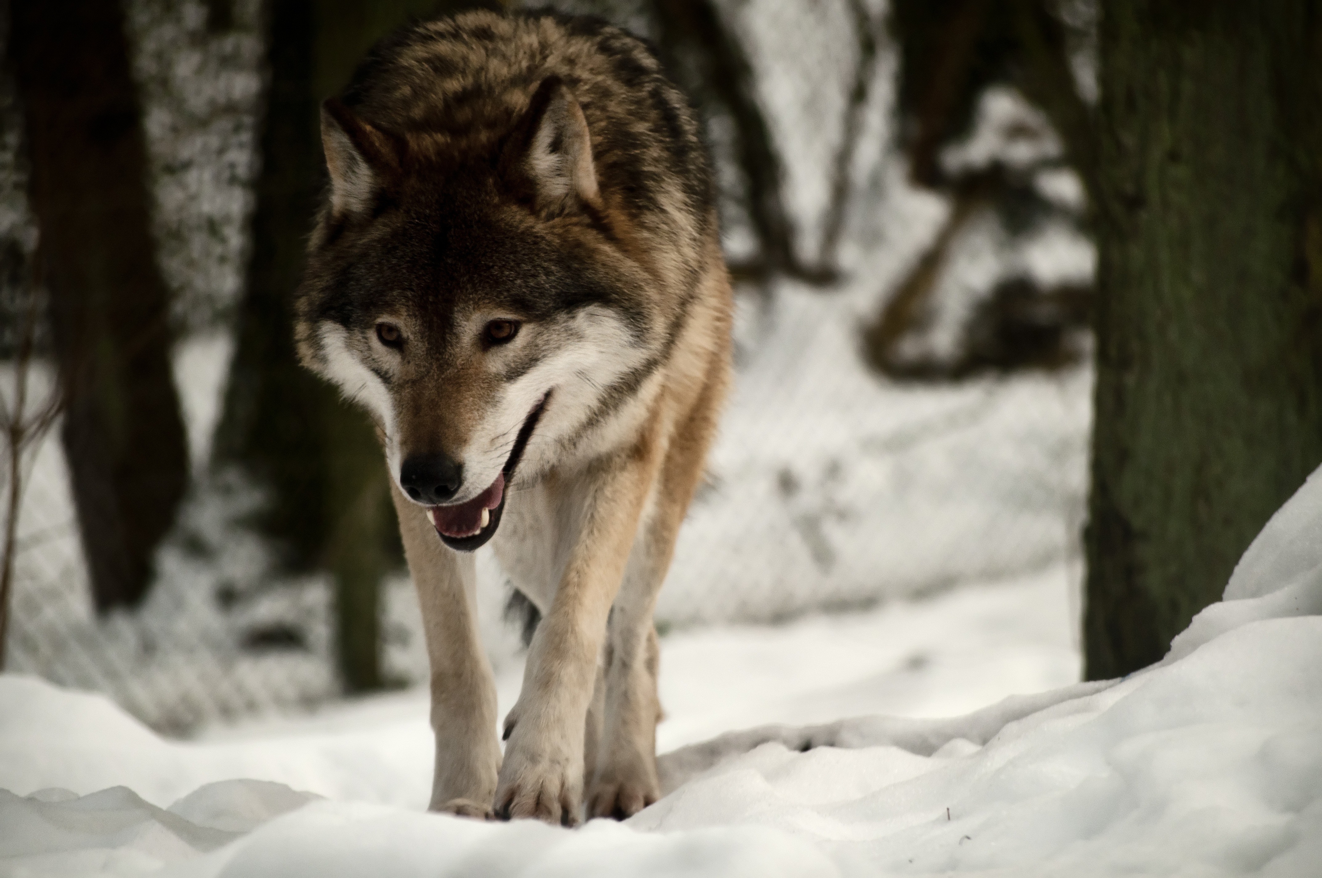 wolf, animals, snow, predator, stroll