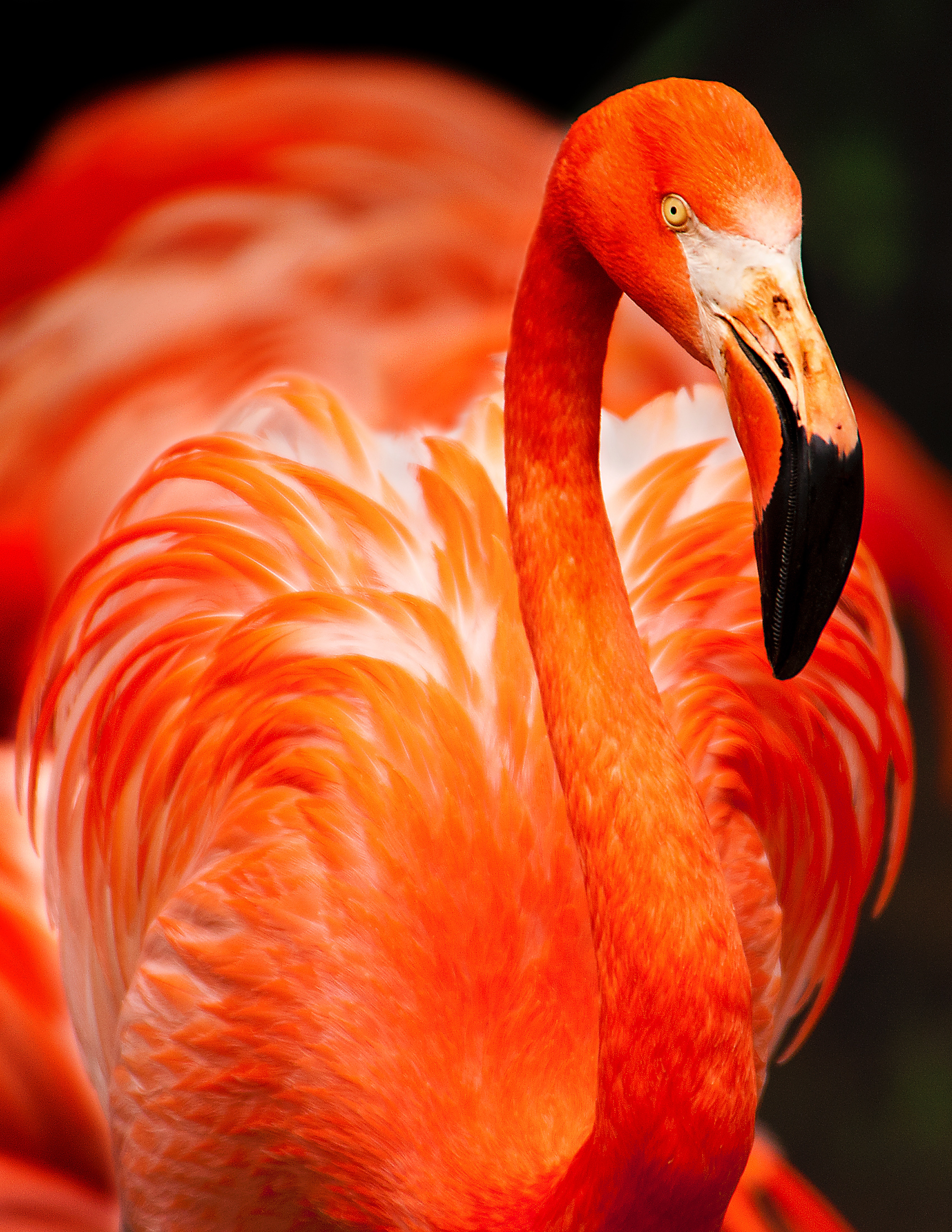 71774 Bild herunterladen farbe, tiere, flamingo, feder, vogel - Hintergrundbilder und Bildschirmschoner kostenlos