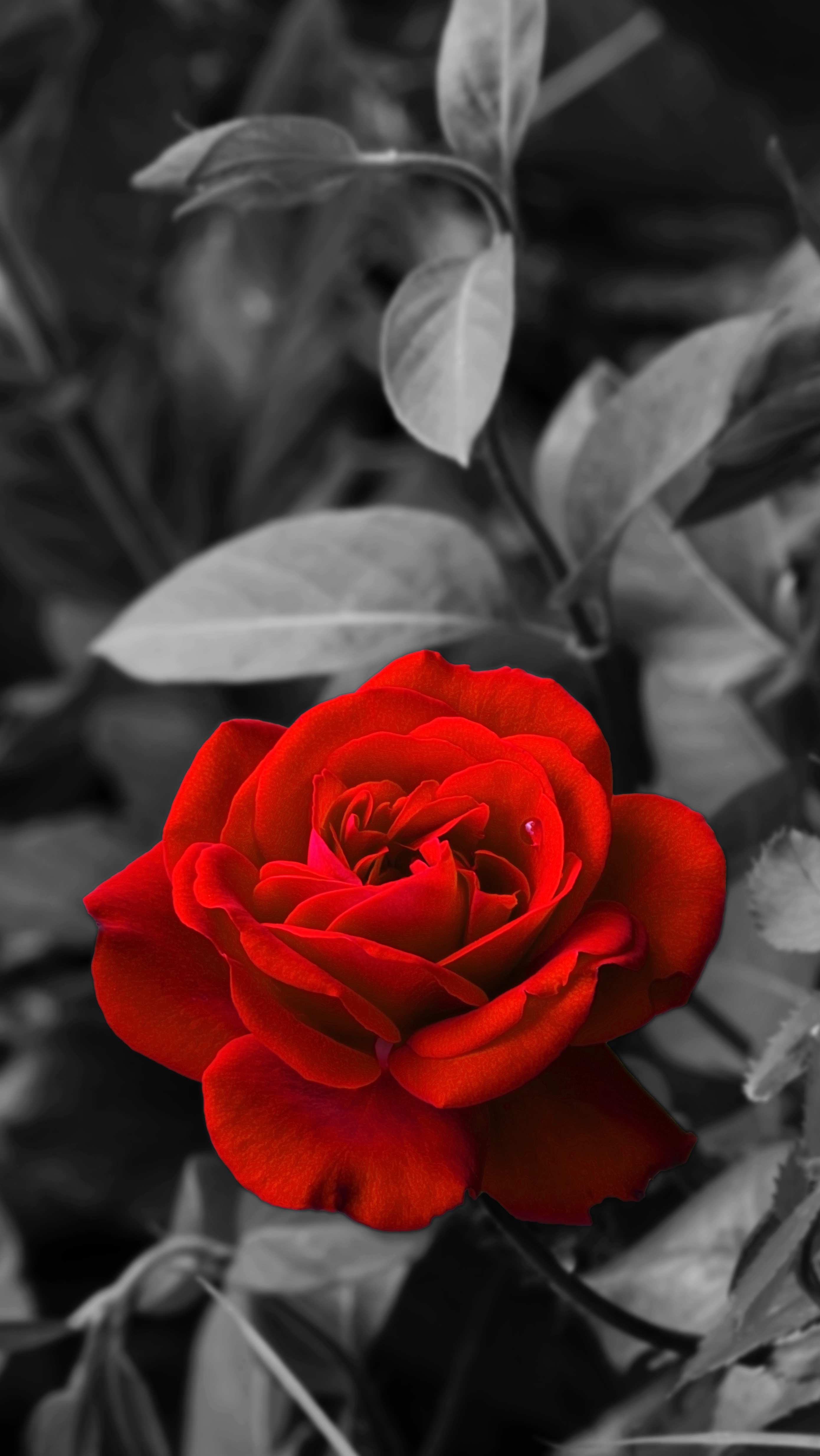 chb, flowers, rose, red, rose flower, bud, bw, garden High Definition image
