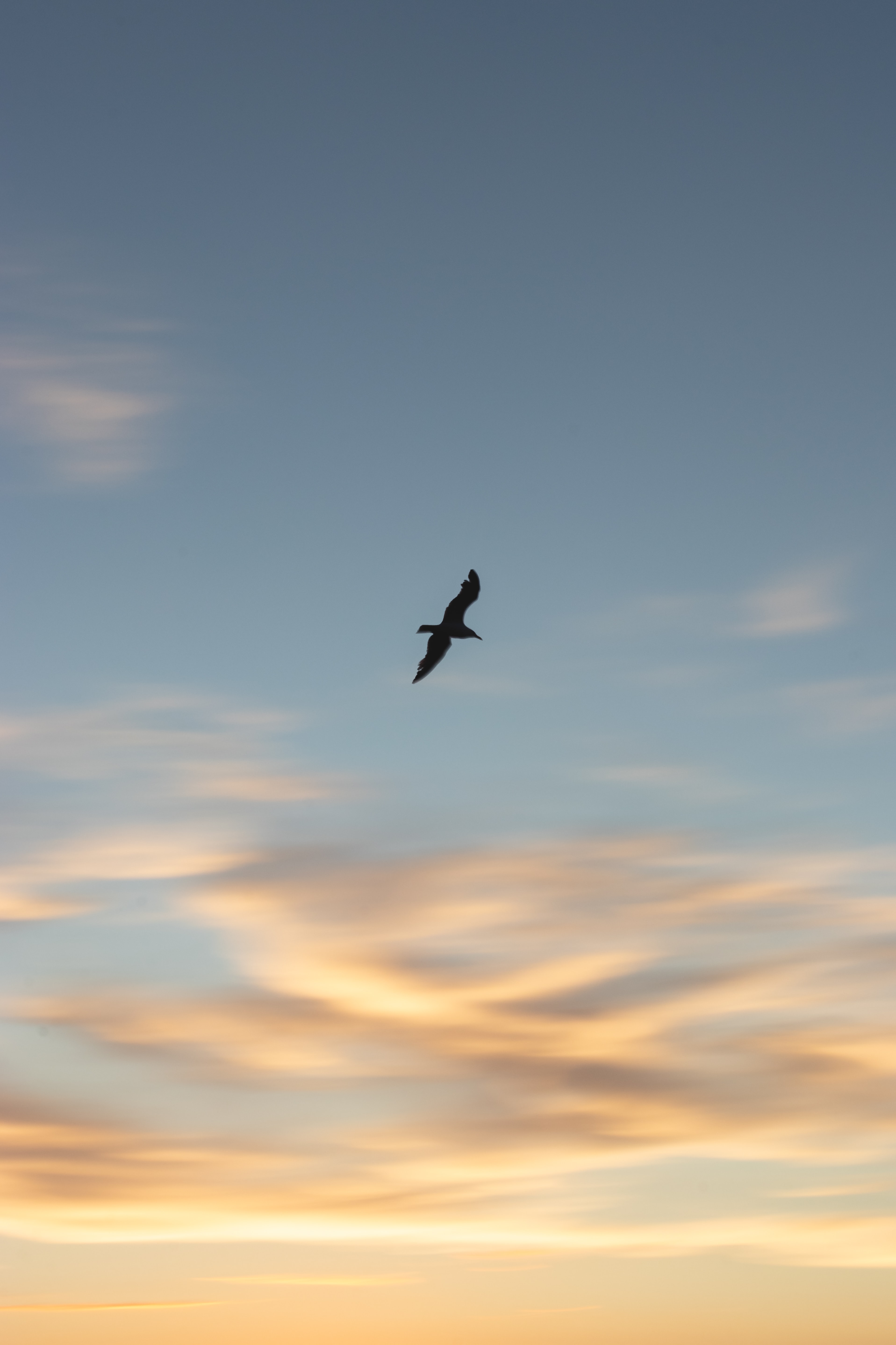 animals, sunset, sky, bird, gull, seagull, wings 8K