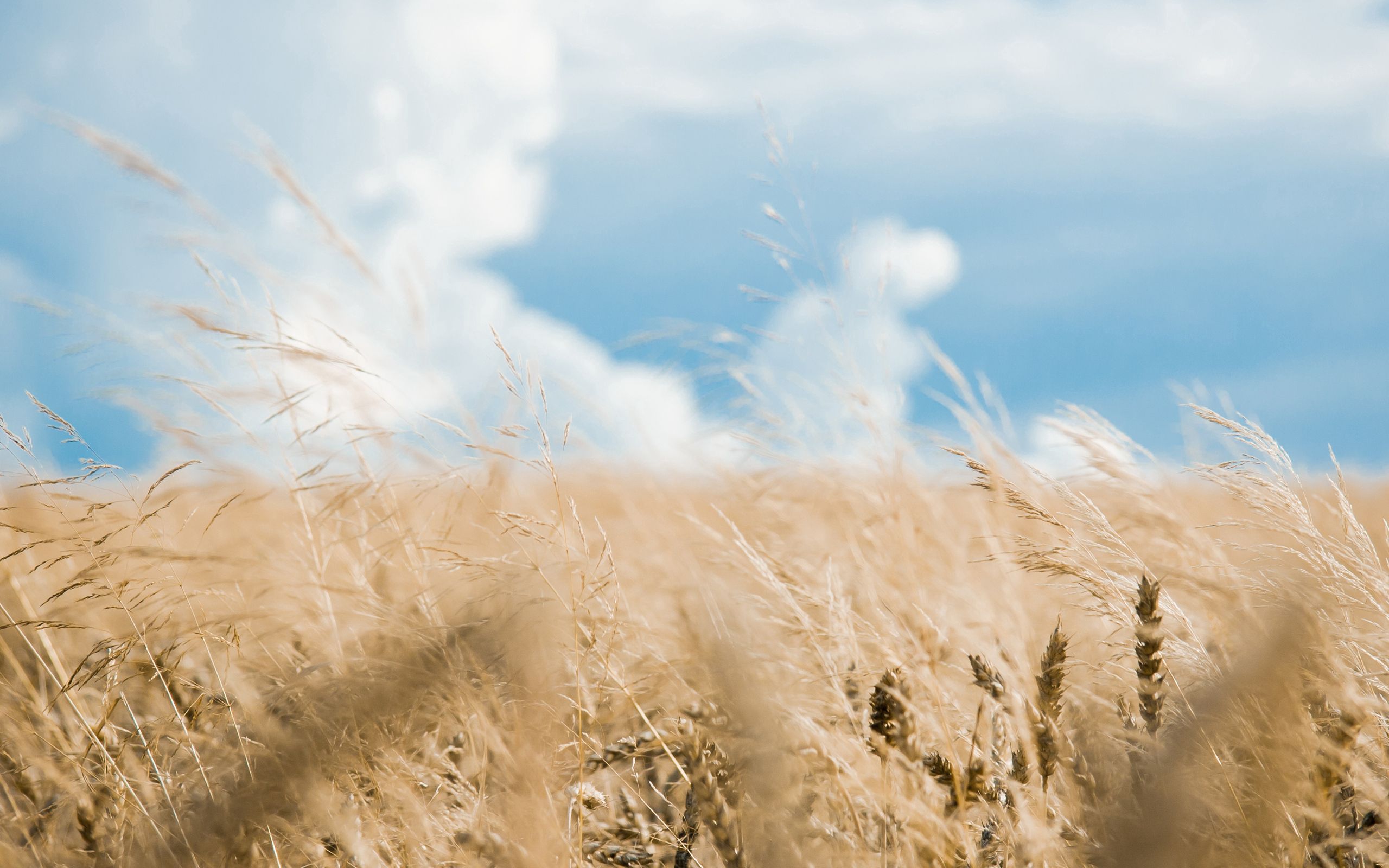 blur, nature, sky, clouds, smooth, field, ears, spikes download HD wallpaper