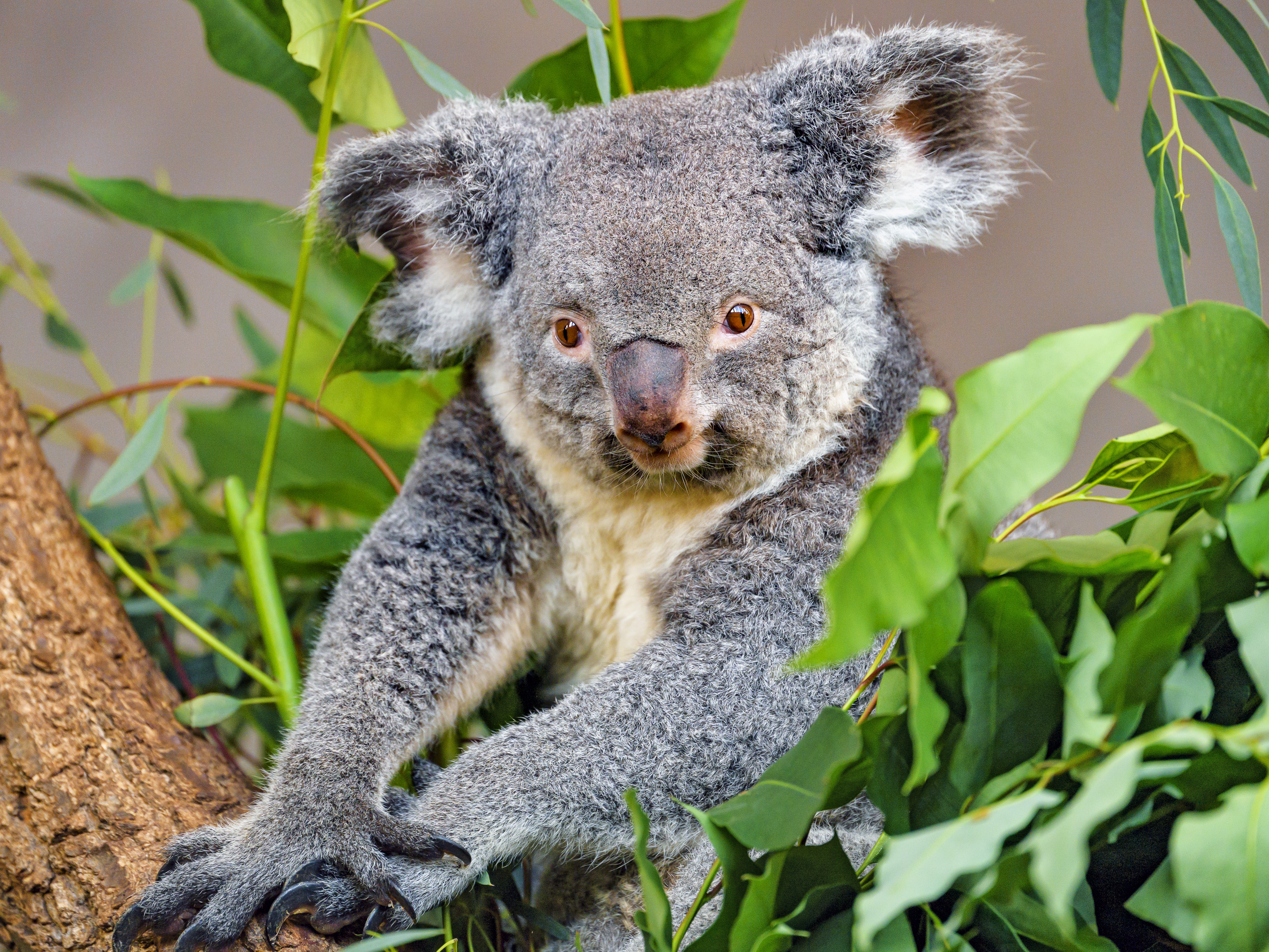 Handy-Wallpaper Tiere, Wilde Natur, Wildlife, Tier, Koala kostenlos herunterladen.