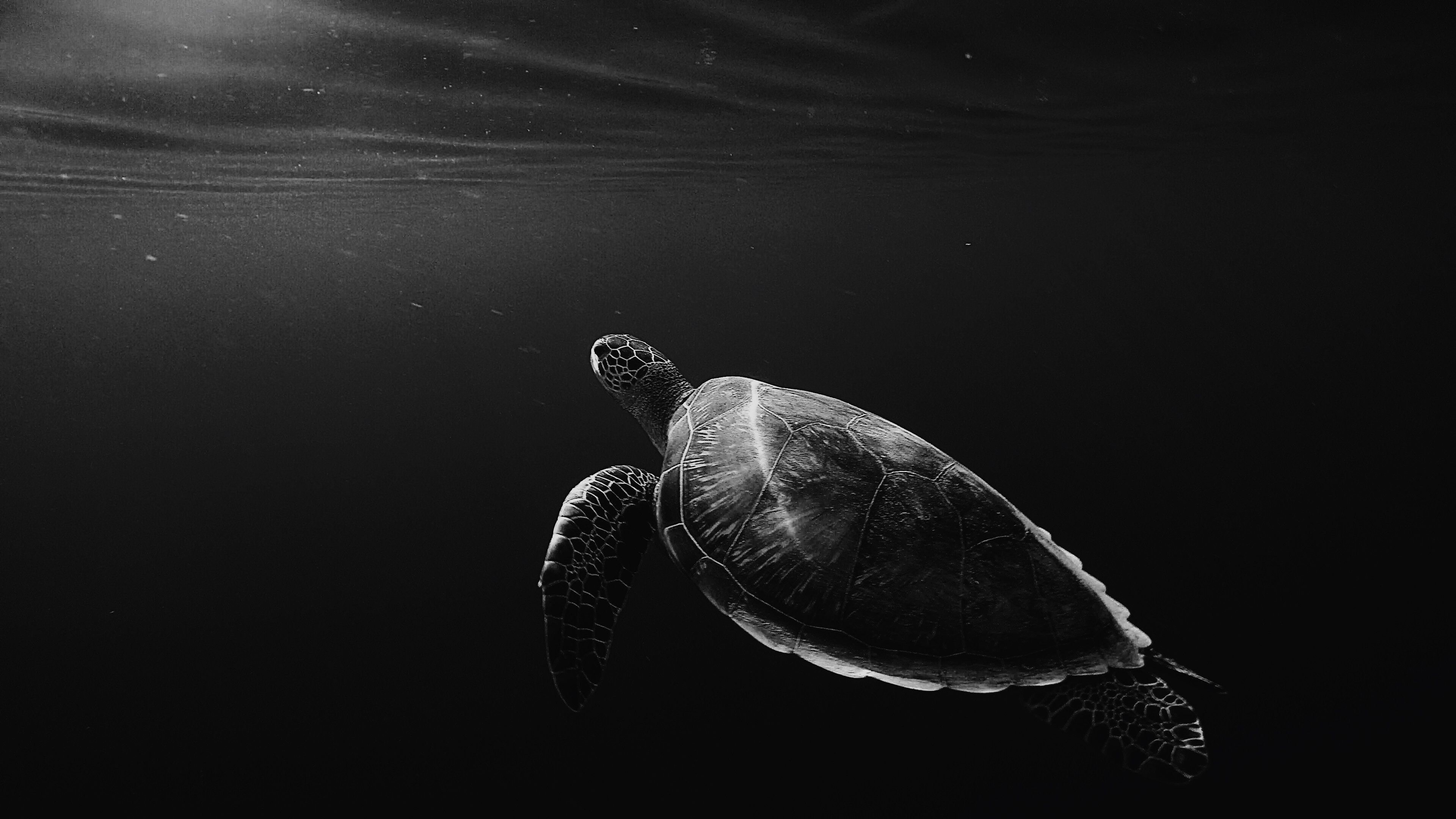 under water, underwater, to swim, chb, turtle, animals, bw, swim, depth 1080p