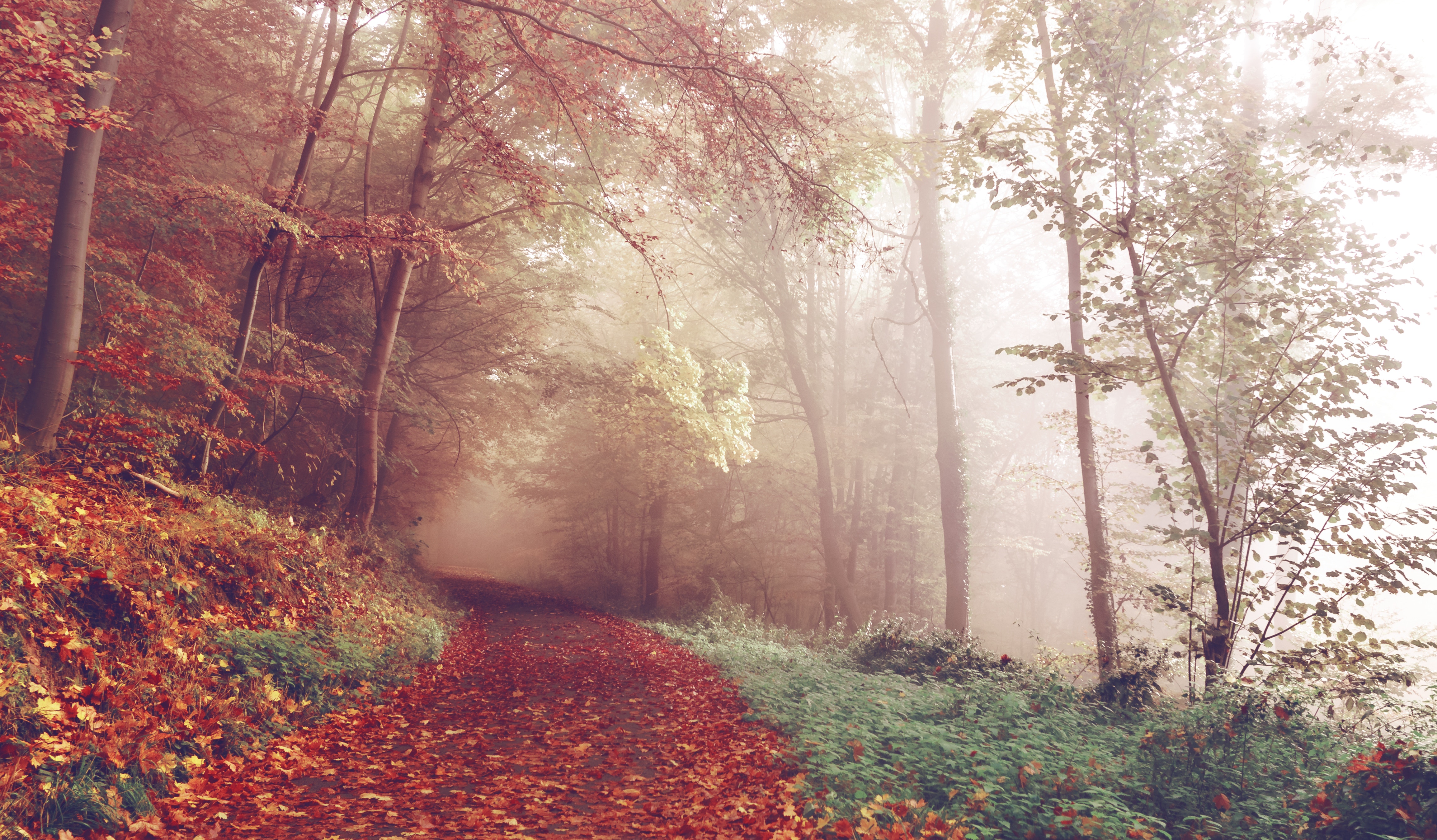 Laden Sie das Herbst, Natur, Wald, Nebel, Pfad-Bild kostenlos auf Ihren PC-Desktop herunter