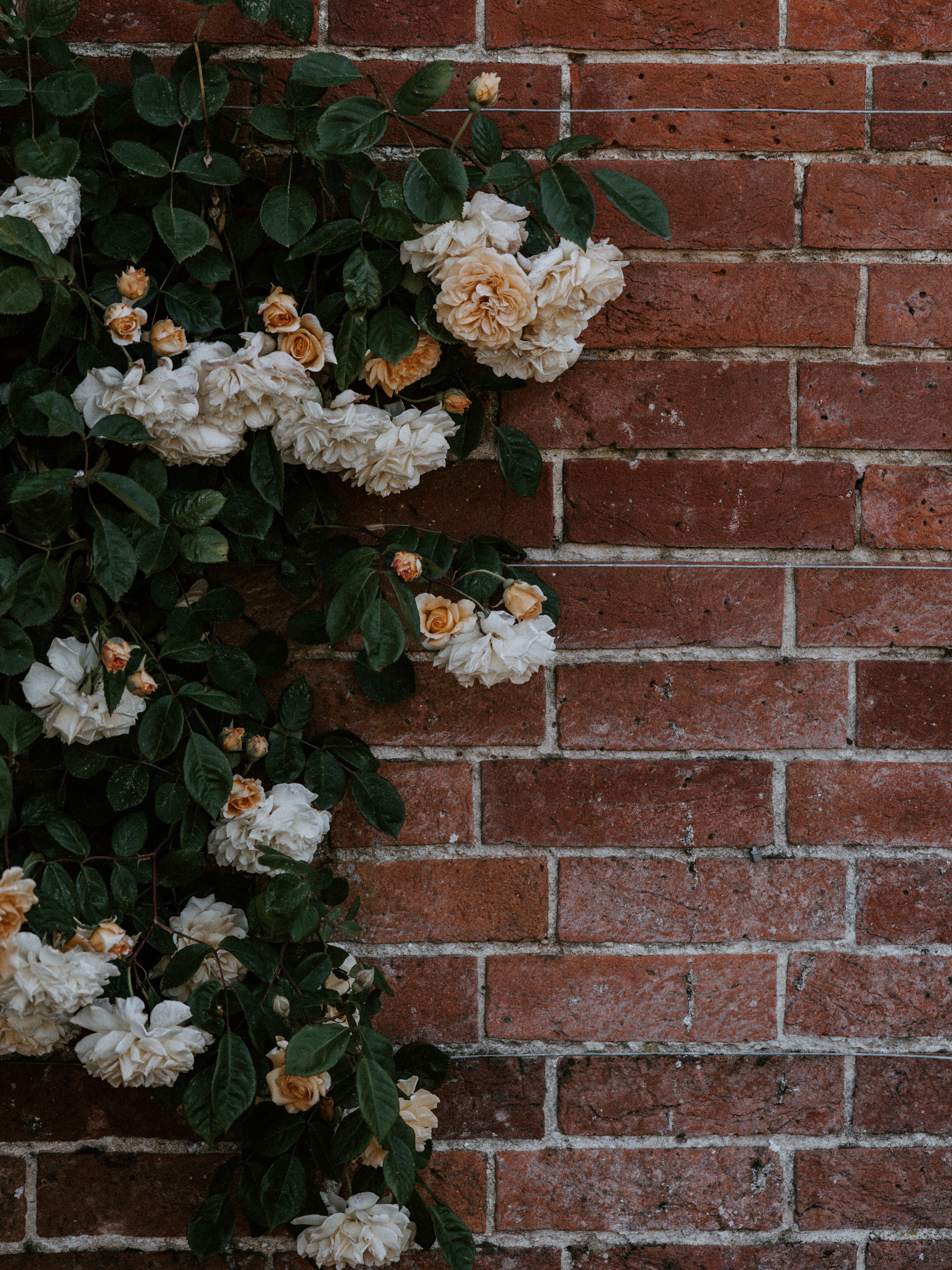 flowers, brick, bush, plant, rose flower, rose, wall