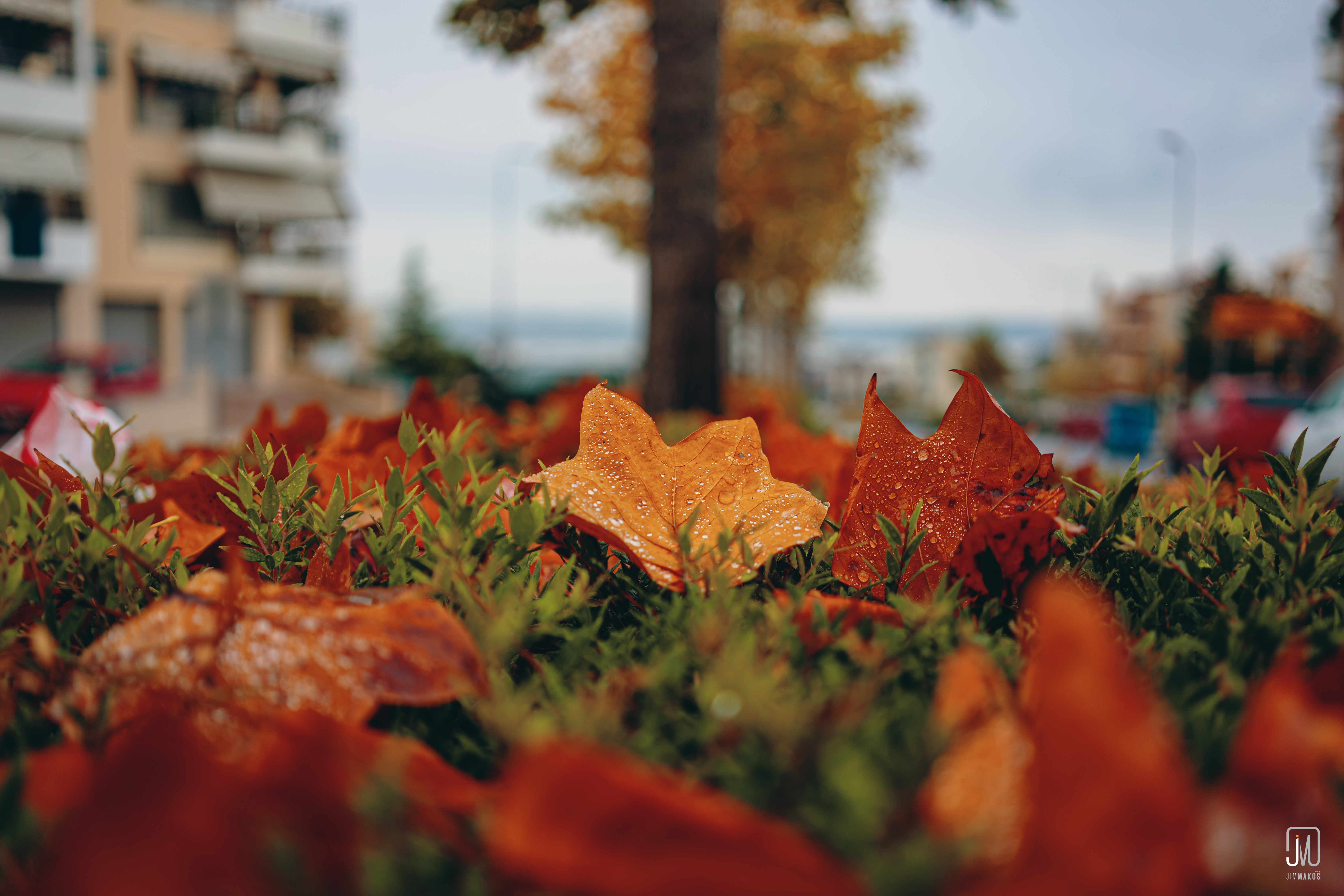 79824 Bildschirmschoner und Hintergrundbilder Herbst auf Ihrem Telefon. Laden Sie laub, blätter, makro Bilder kostenlos herunter