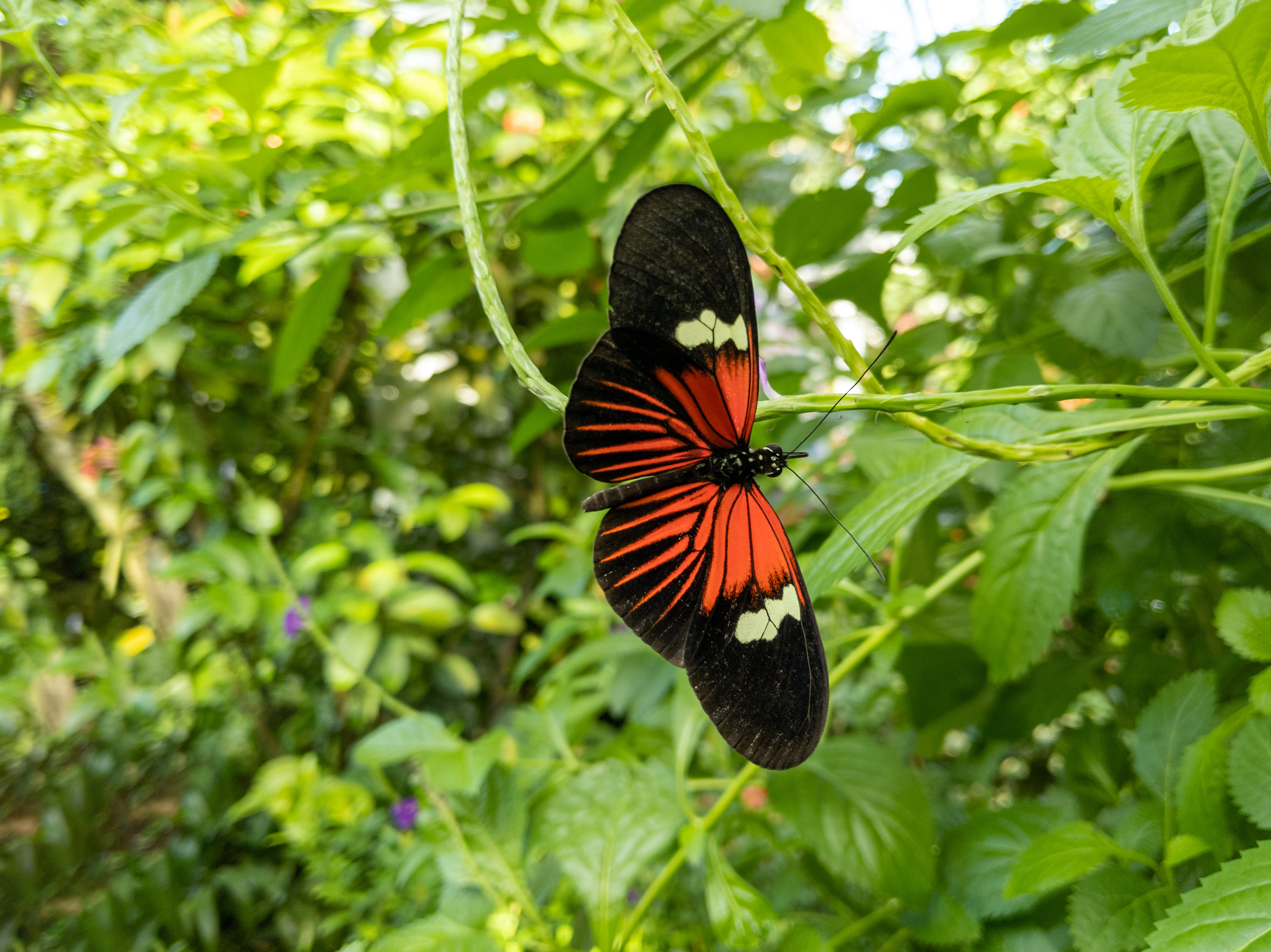 Fondos De Pantalla De Mariposa Tropical Para Escritorio Descarga